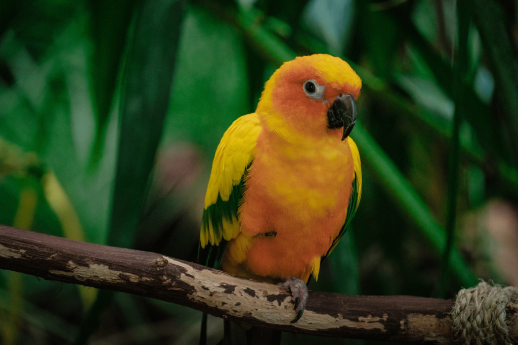 parrots in The Green Planet Dubai