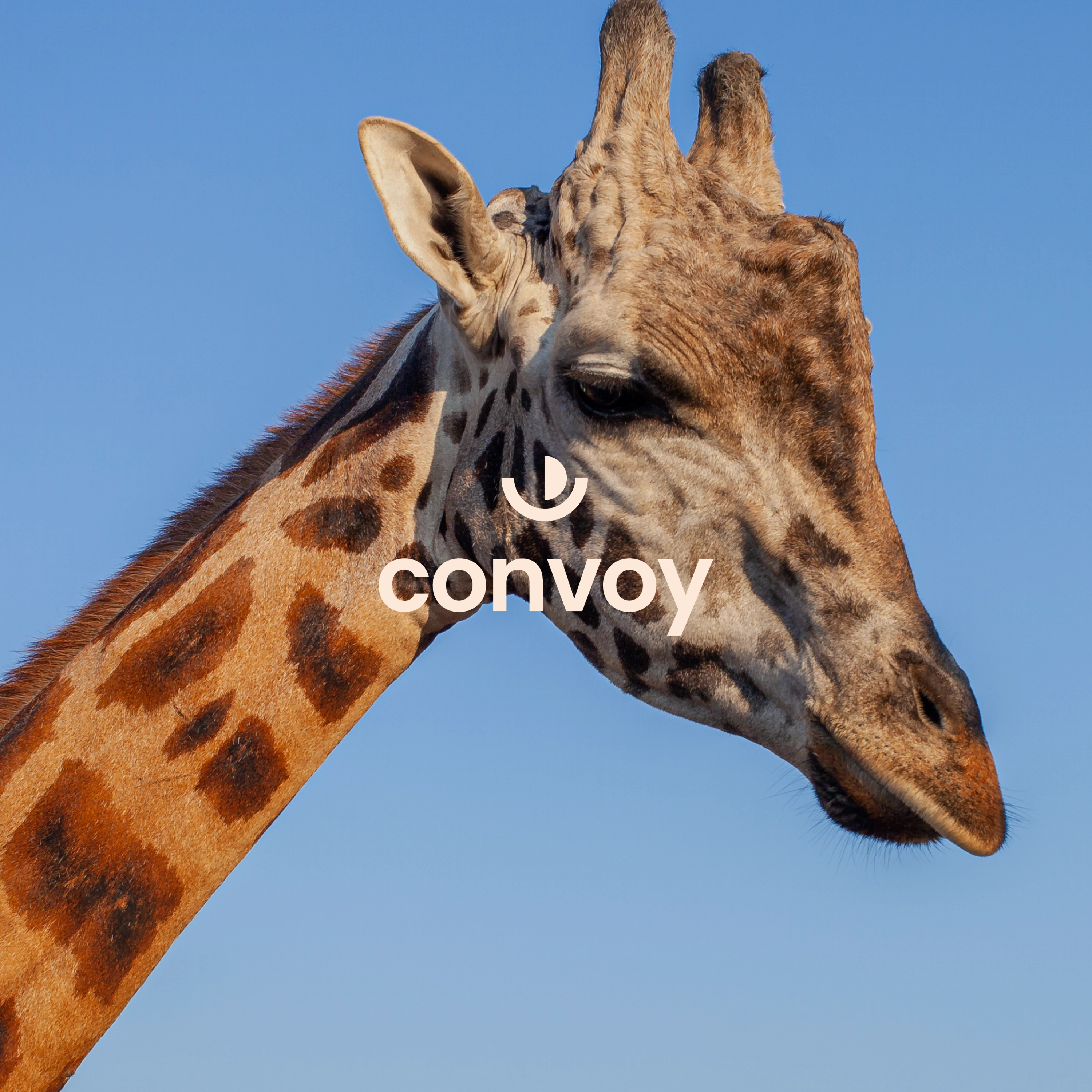 Convoy