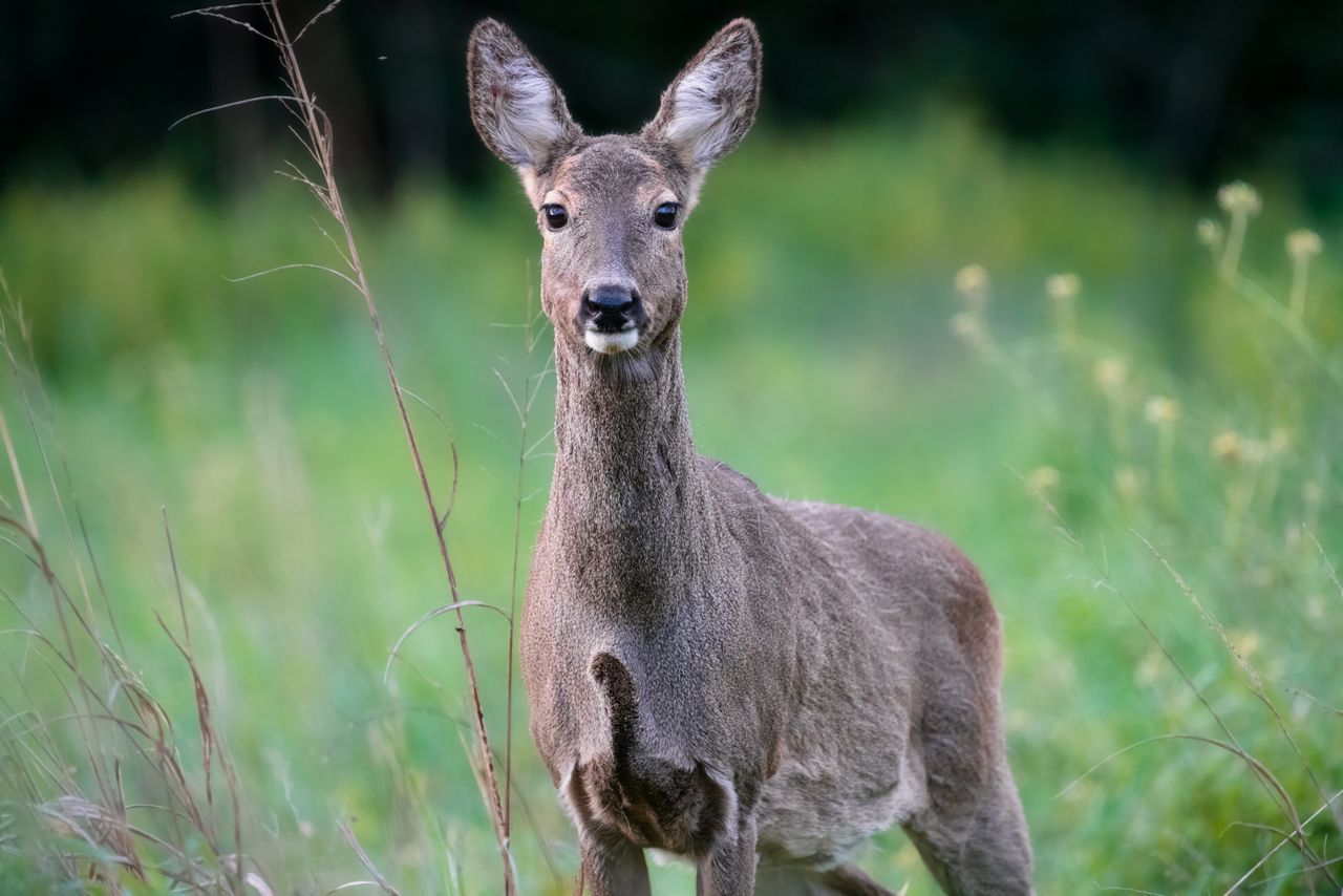 Swerved to Avoid a Deer and Crashed in Pennsylvania Who Pays for Your Injuries and Damage.jpg