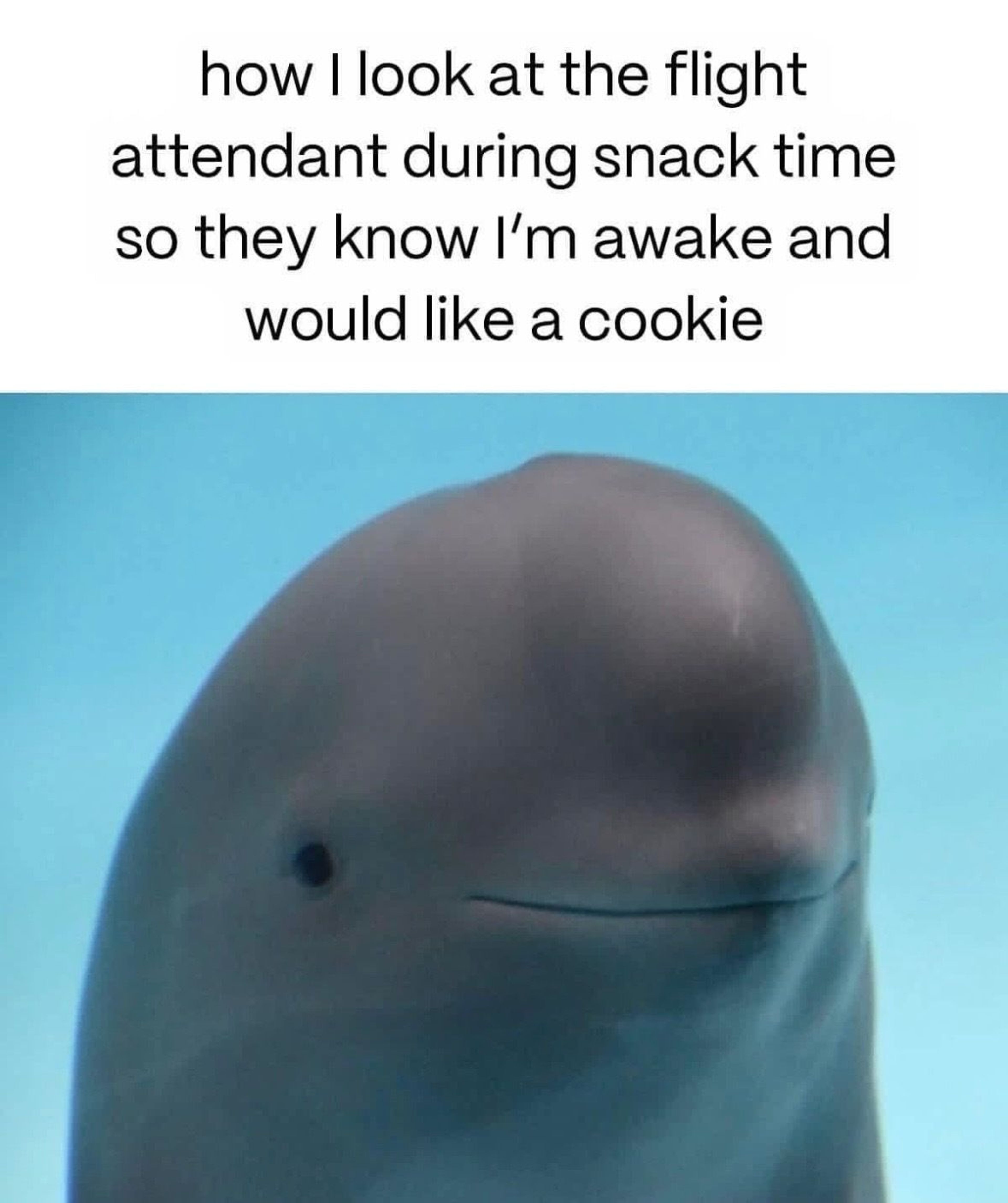 Travel meme