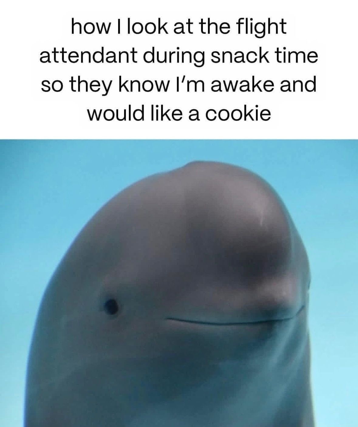 Travel meme