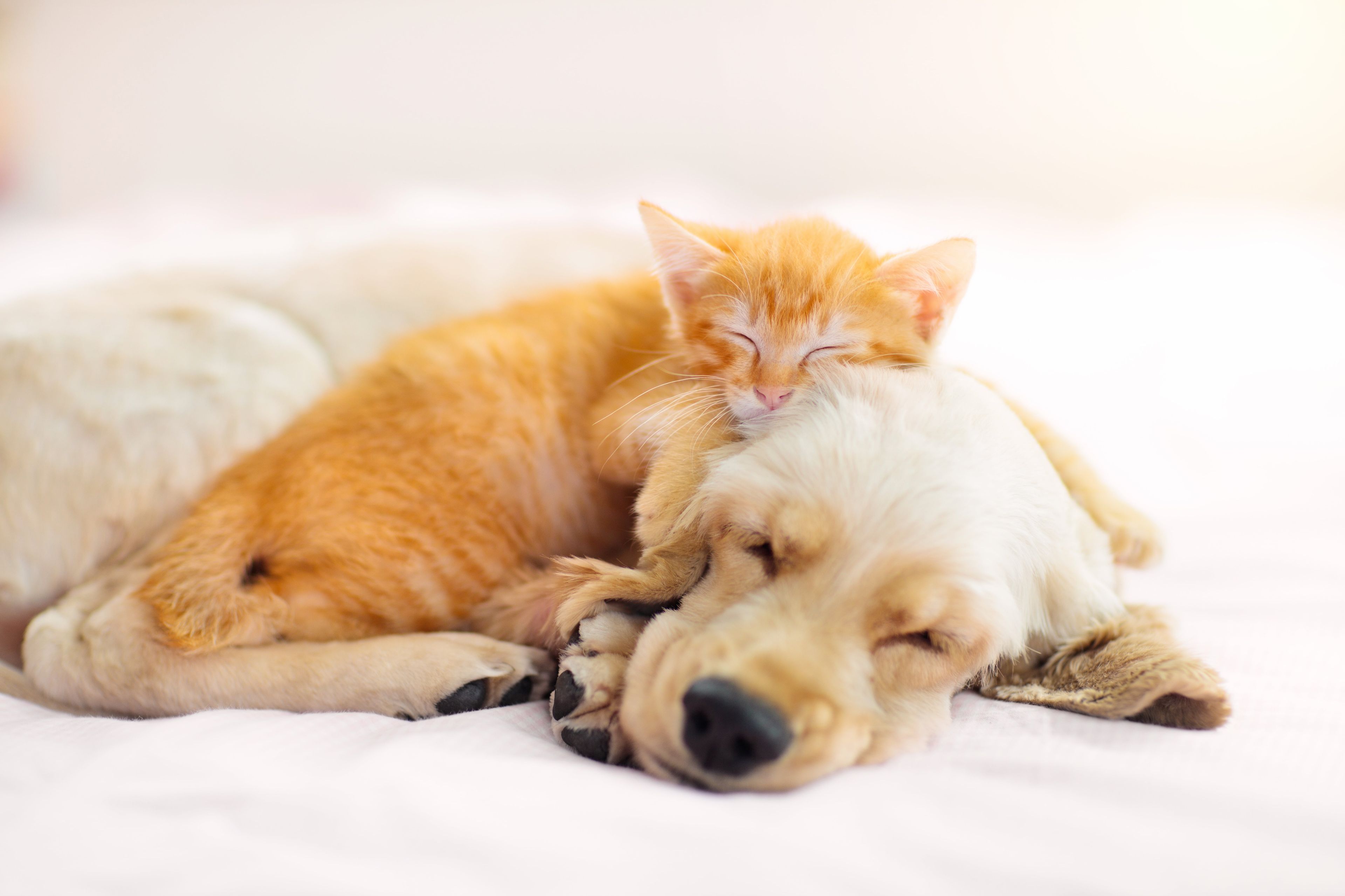 cat-dog-snuggles