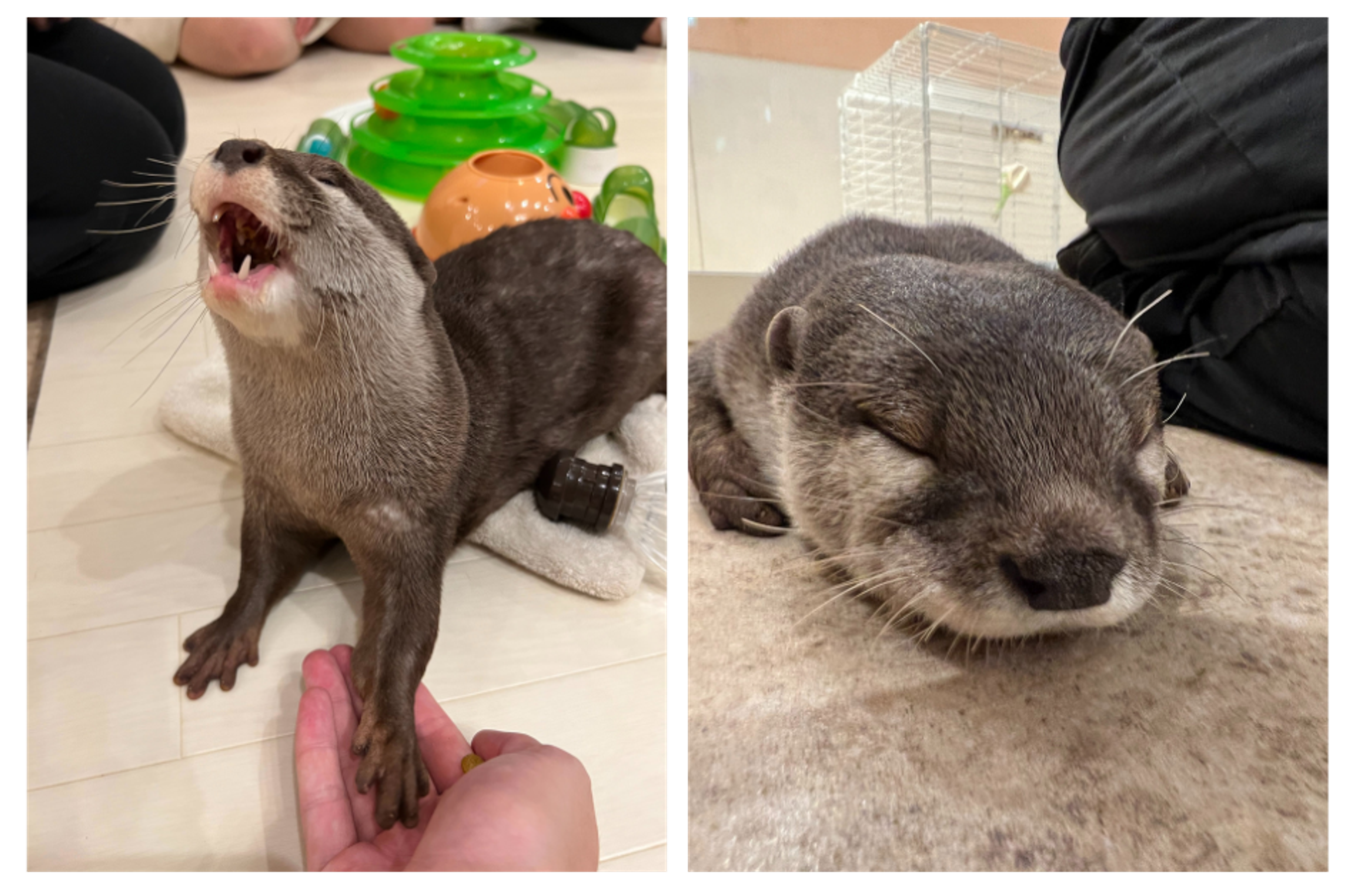 Otter cafe