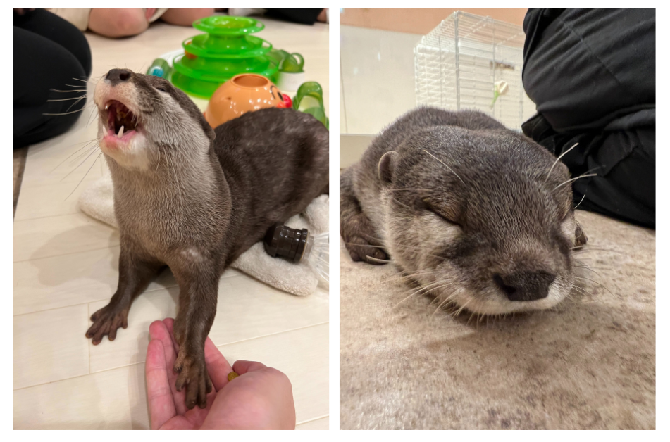 Otter cafe