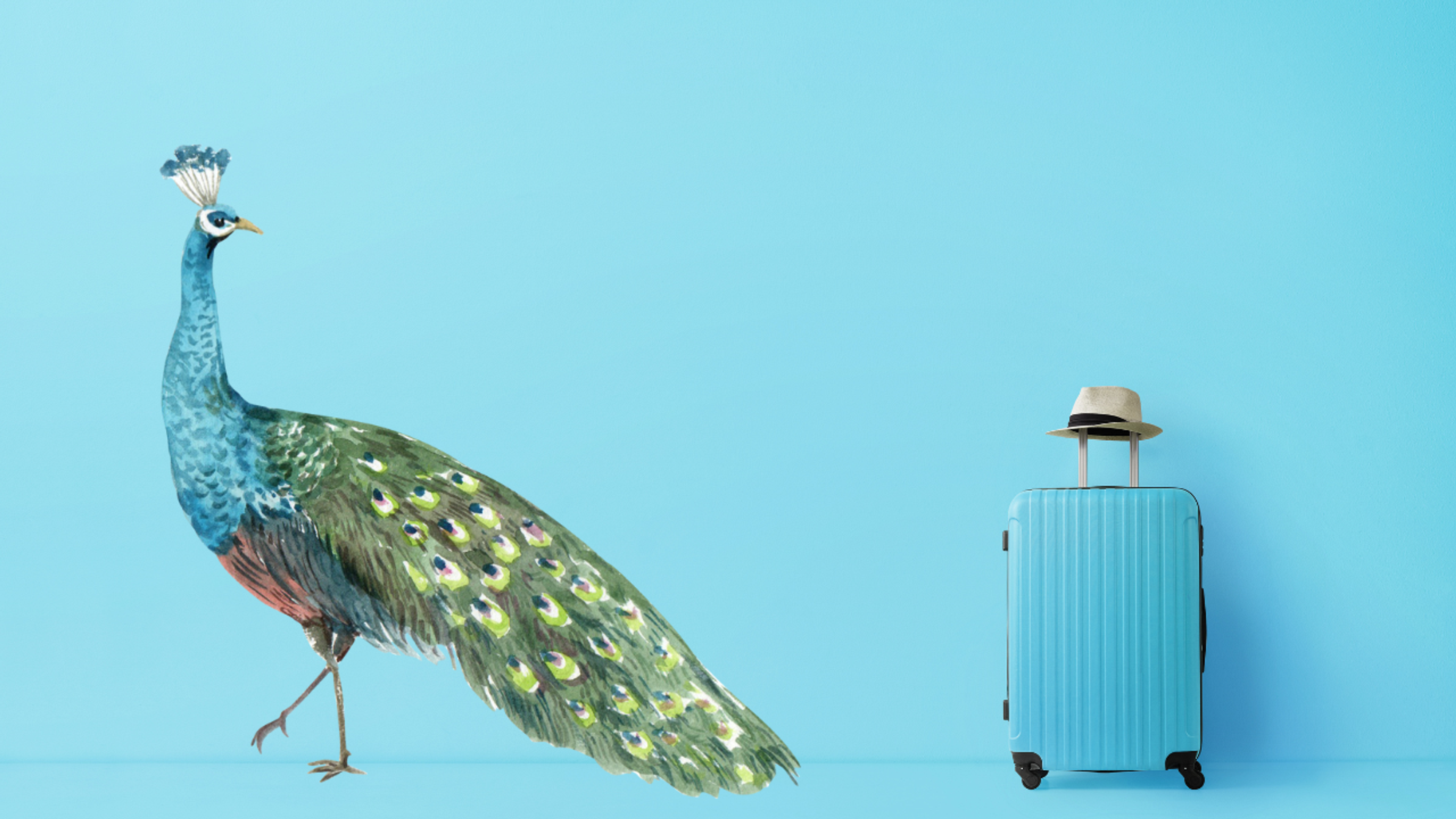 peacock travel