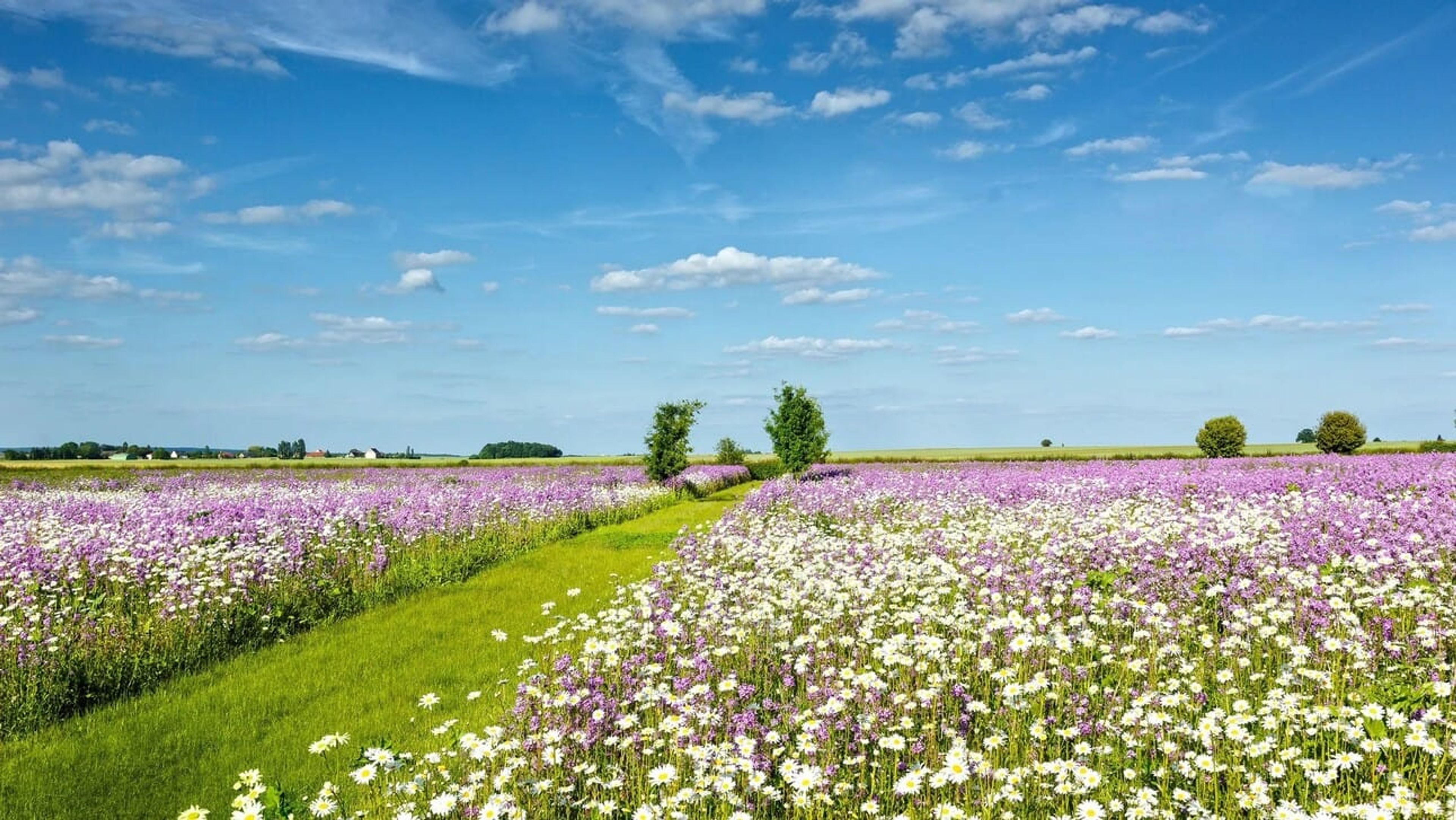 A green field with purple and white wild flowers