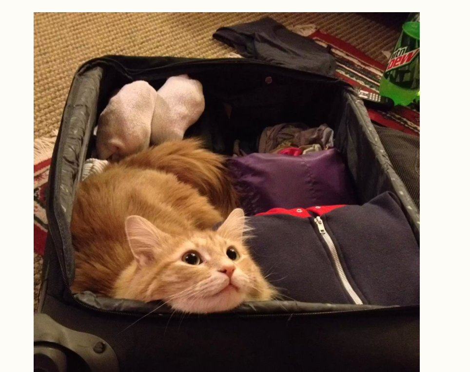 Kitty in suitcase