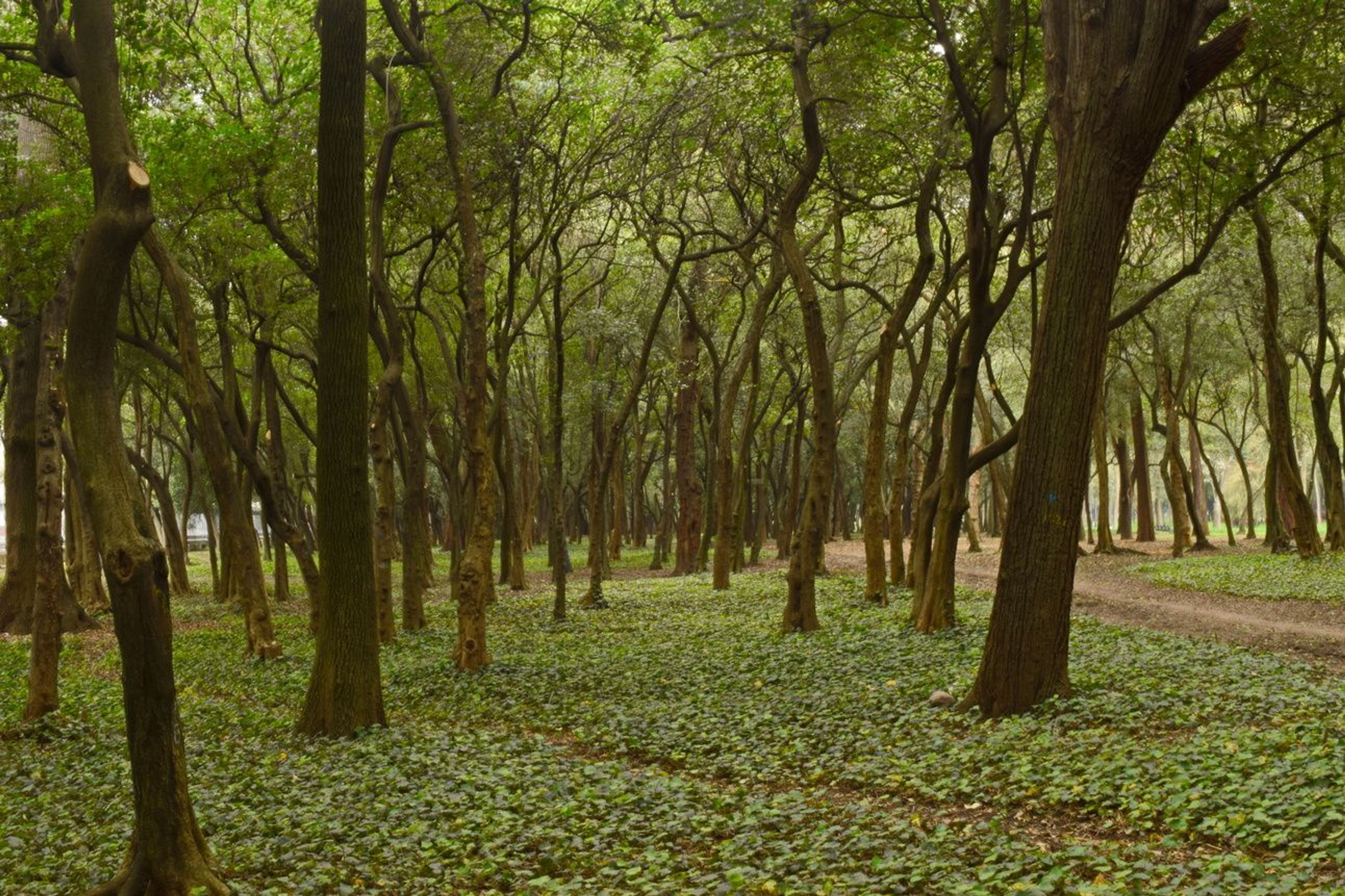 El bosque de Chapultepec