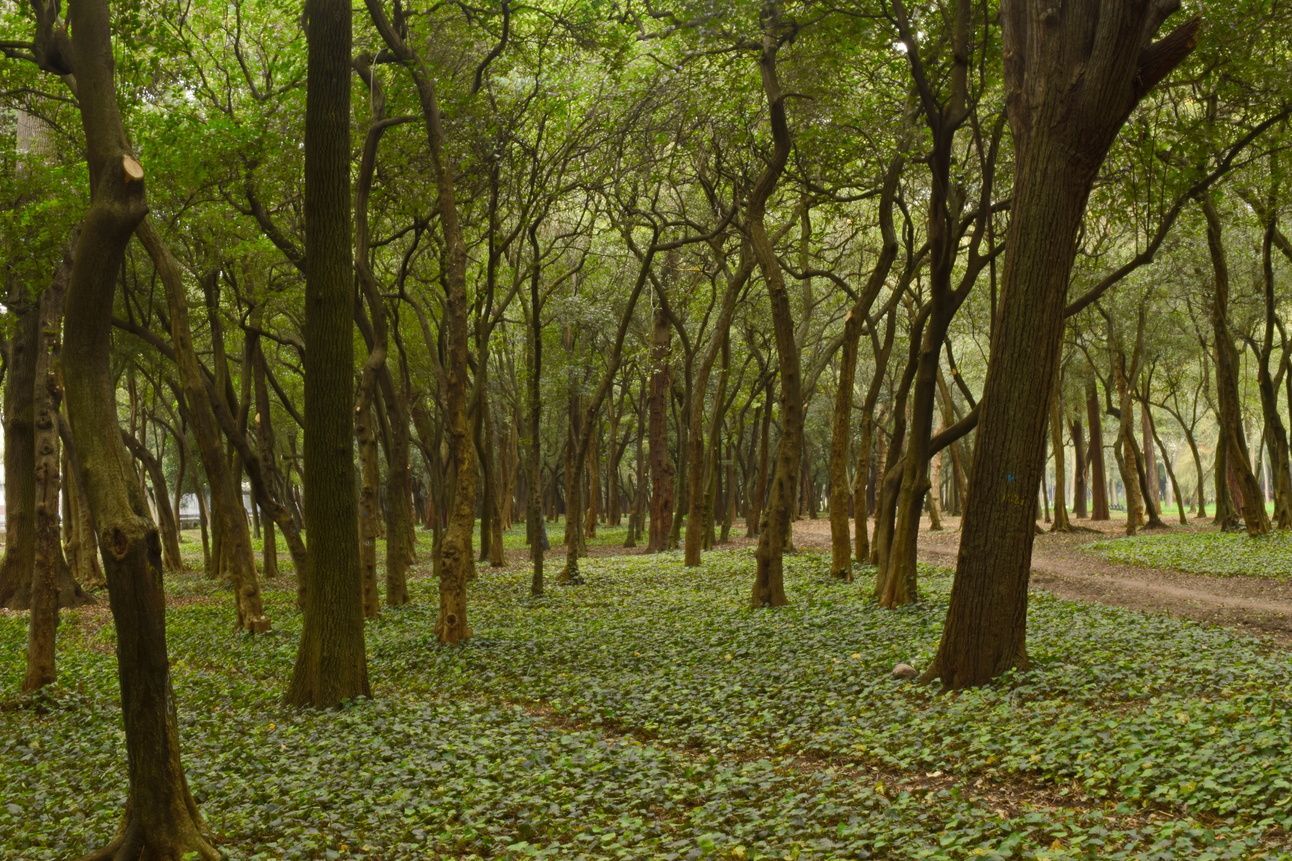 El bosque de Chapultepec