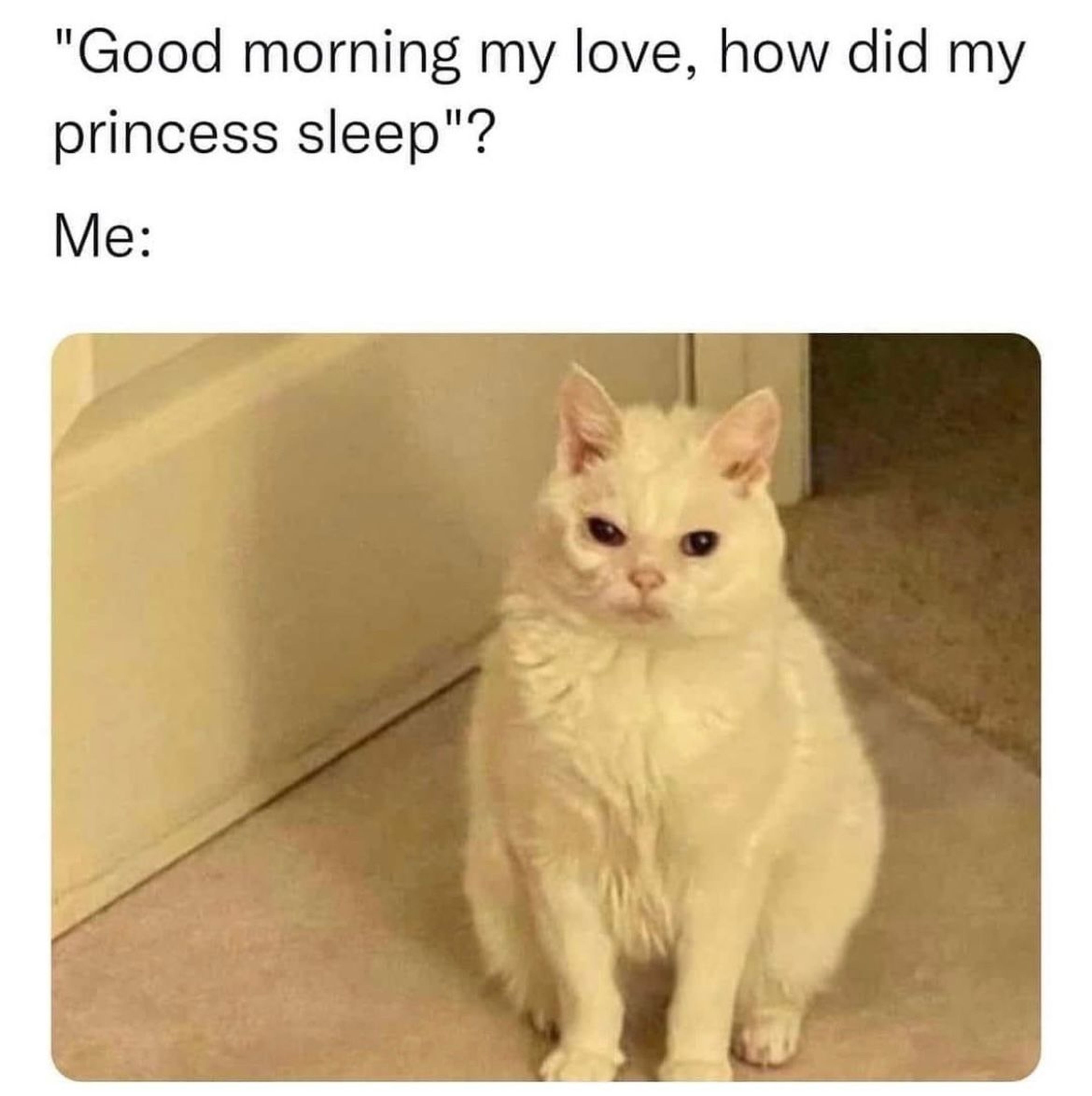 A cat sitting and looking exhausted