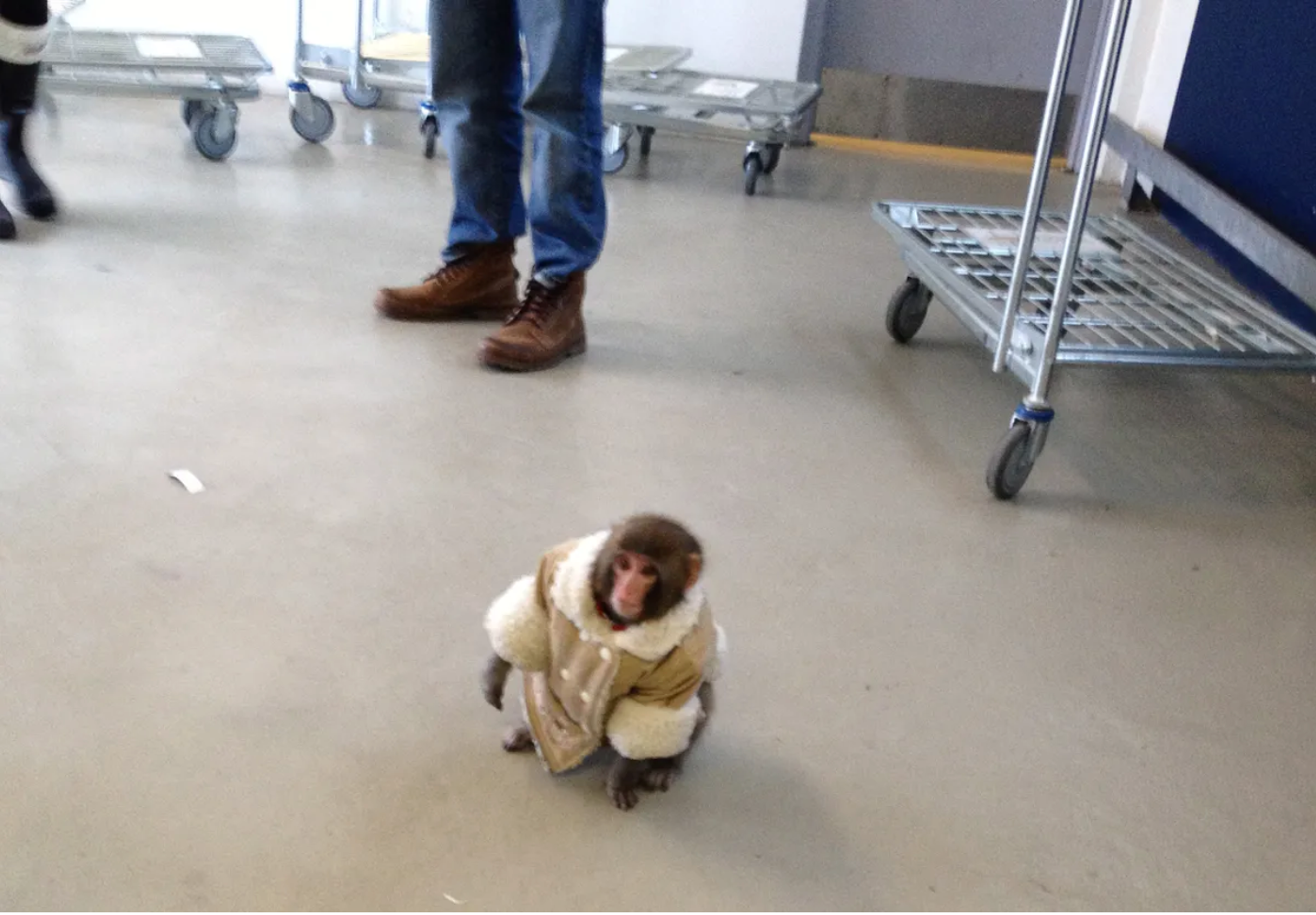 Darwin the IKEA monkey