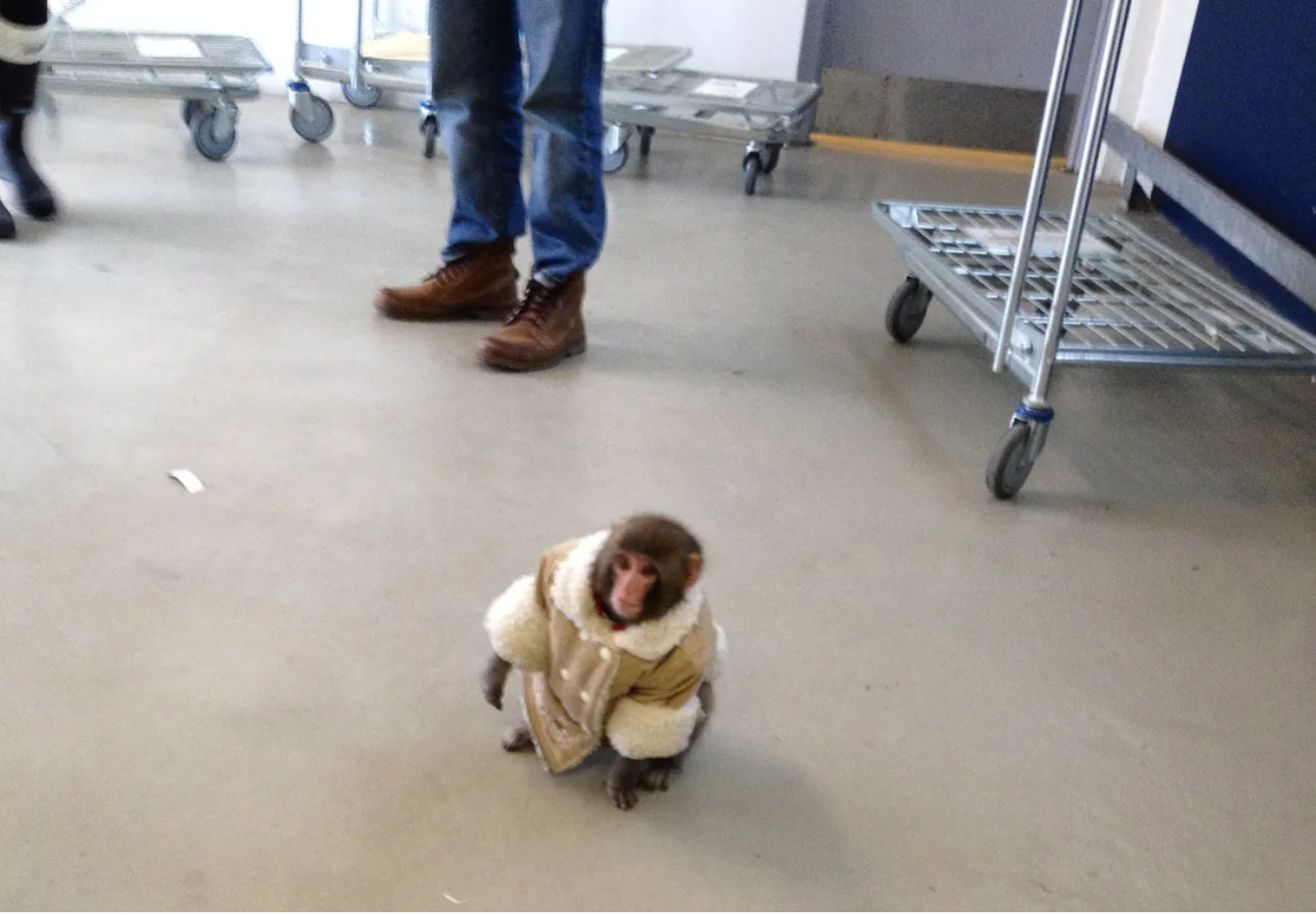 Darwin the IKEA monkey