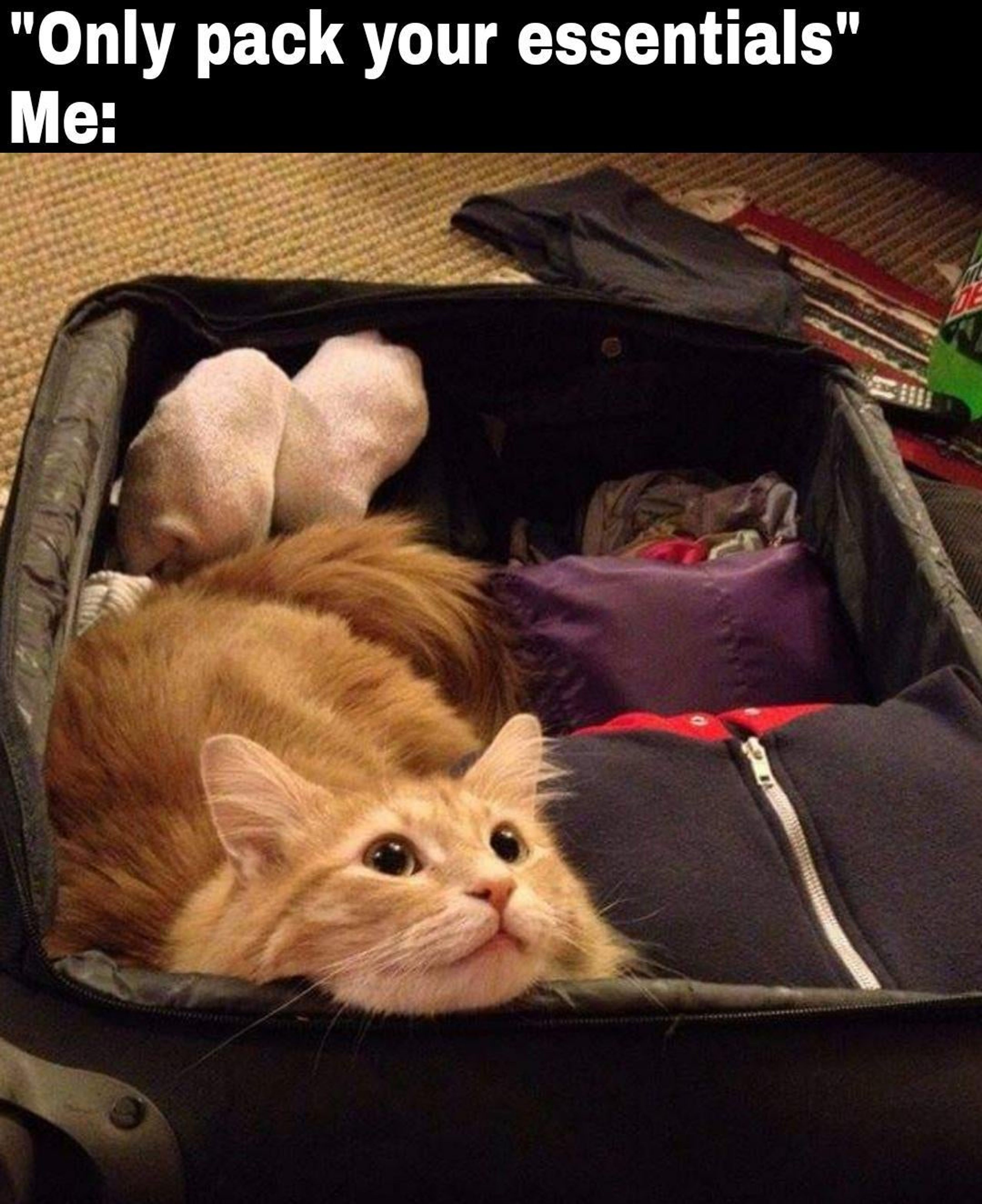 I miss my cat