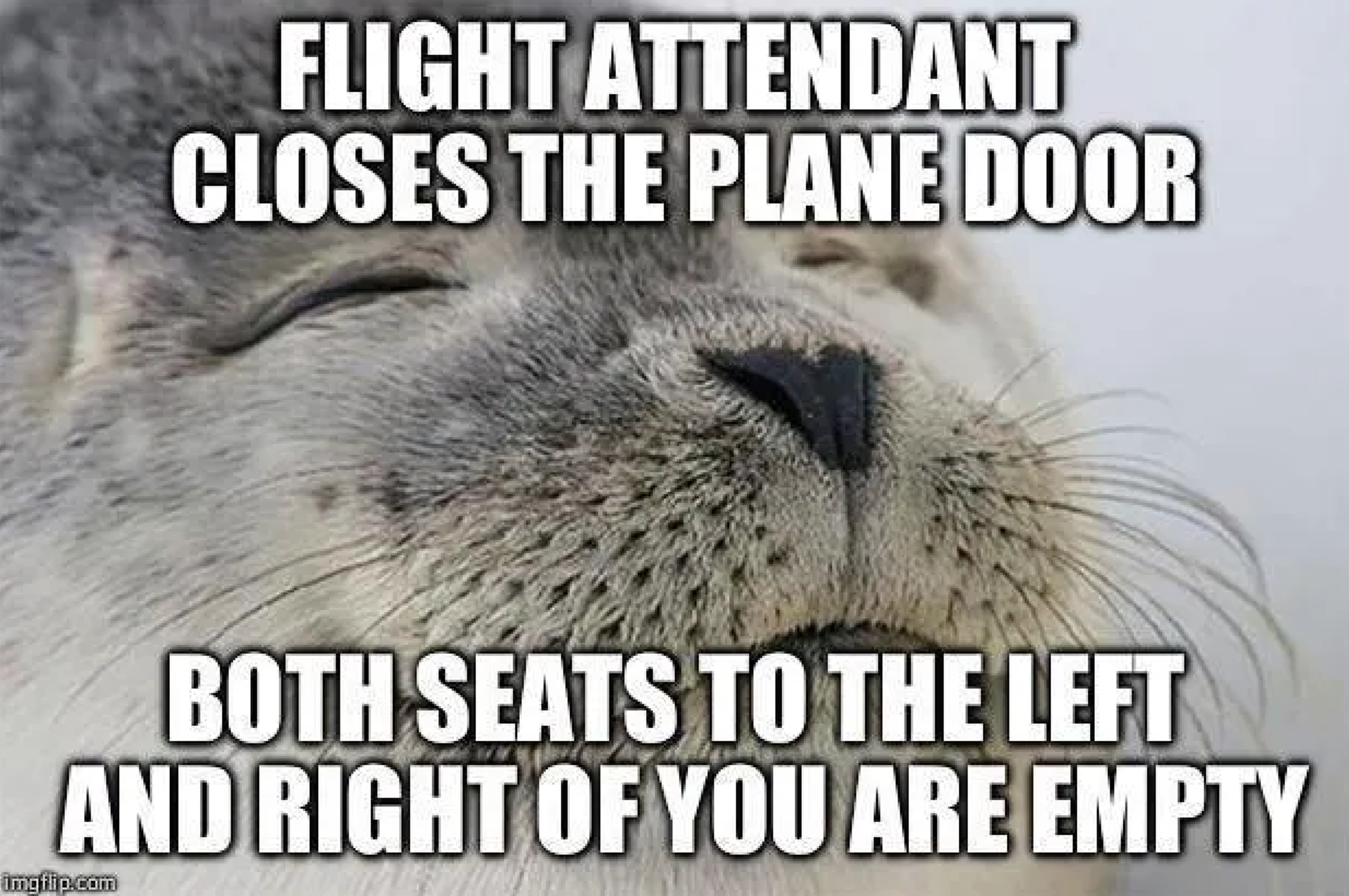 Seal meme