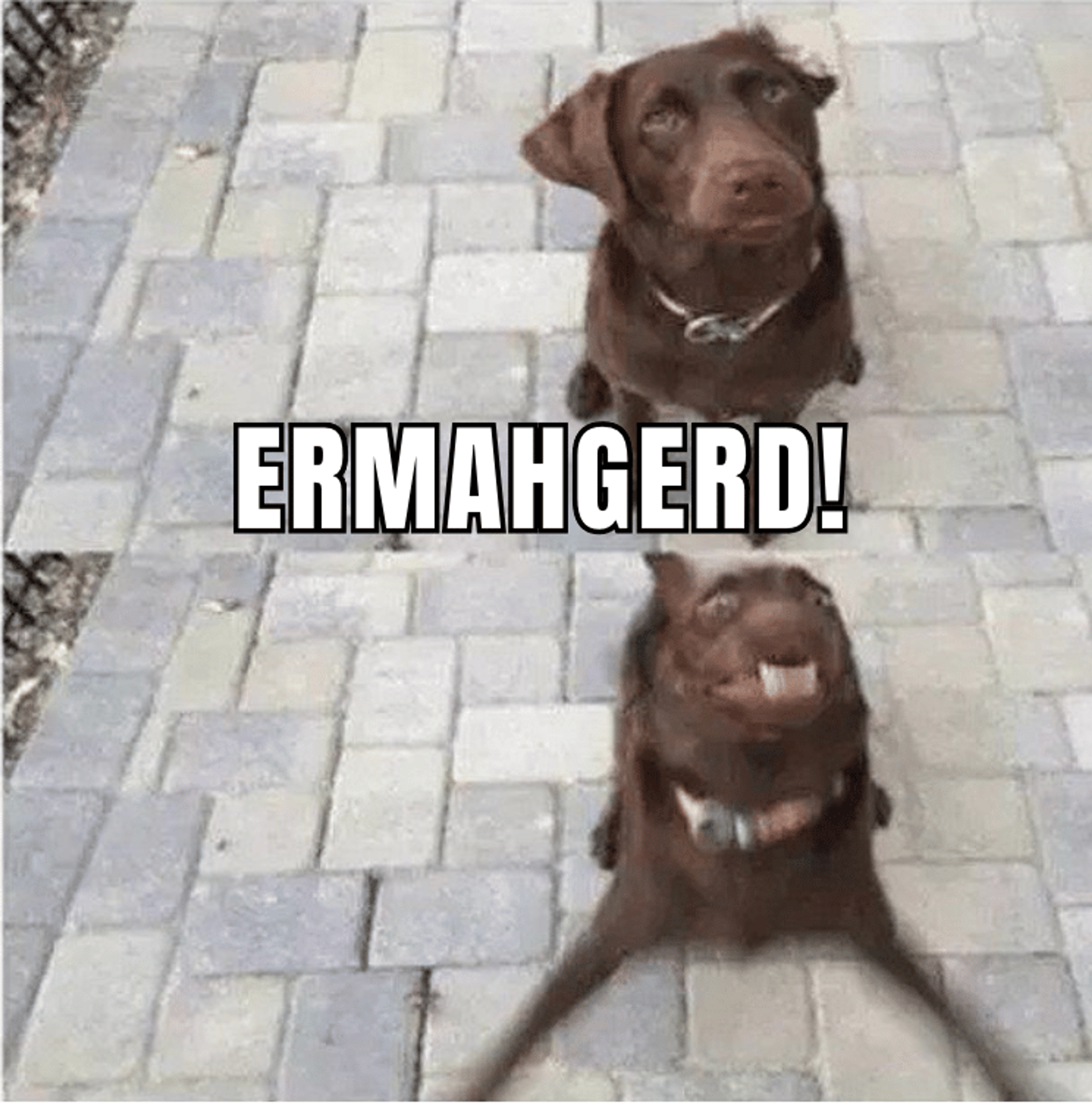 Excited dog meme