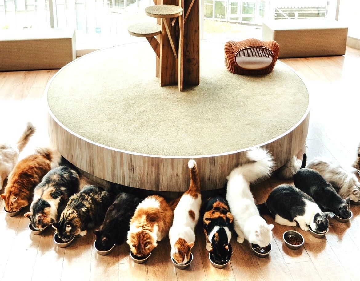Cat cafe in Japan