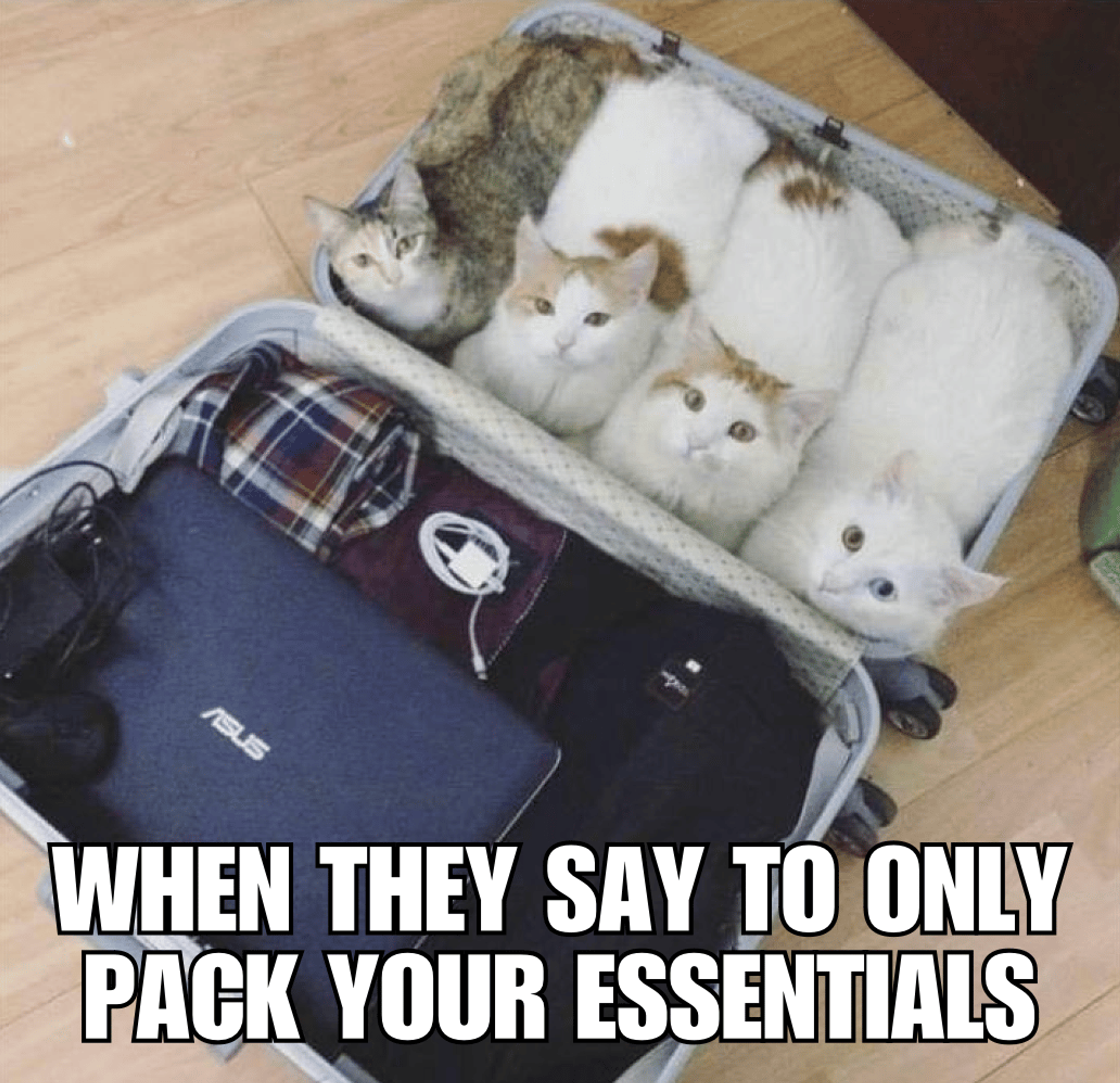 Cat meme