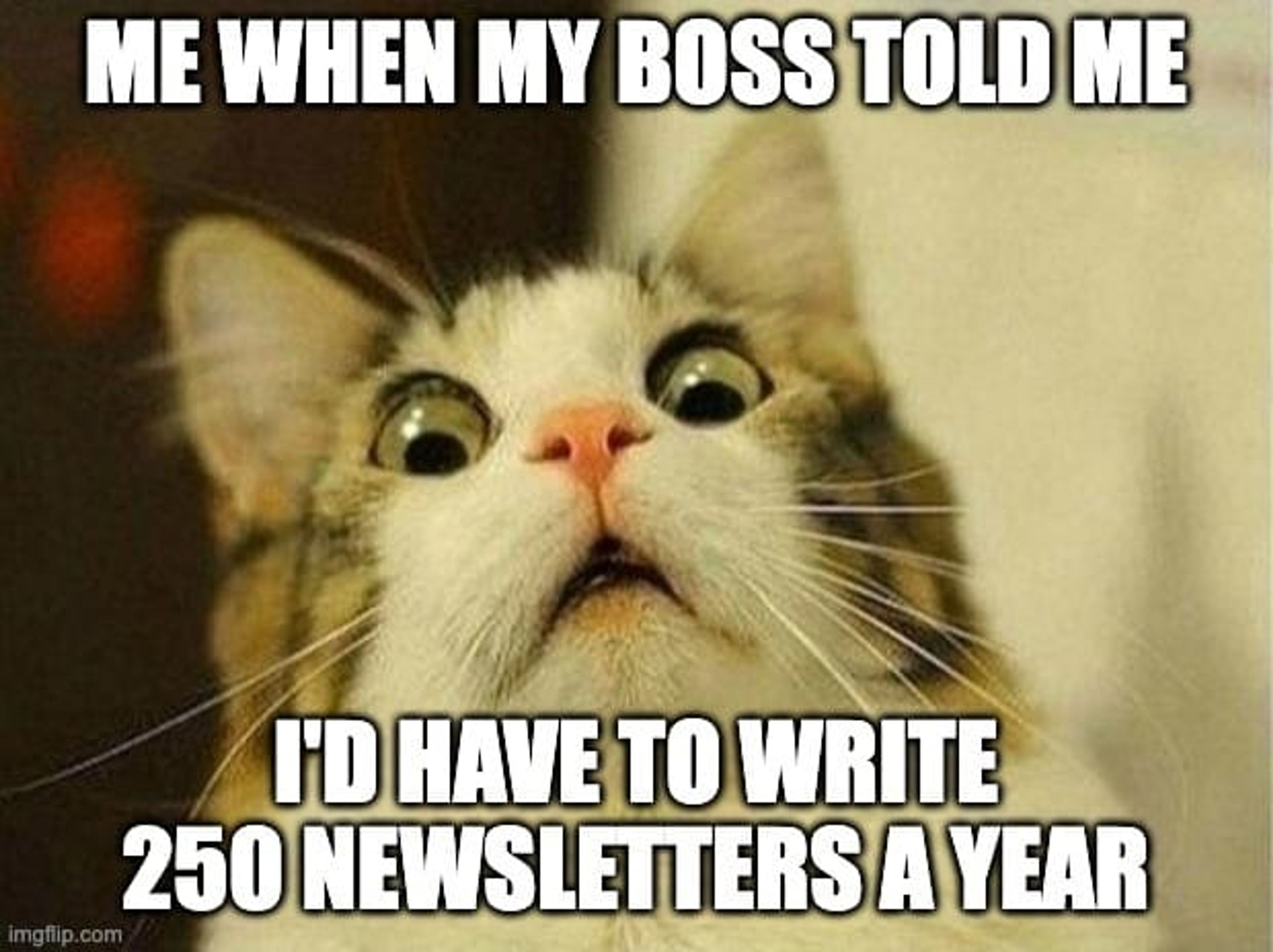 Cat Meme