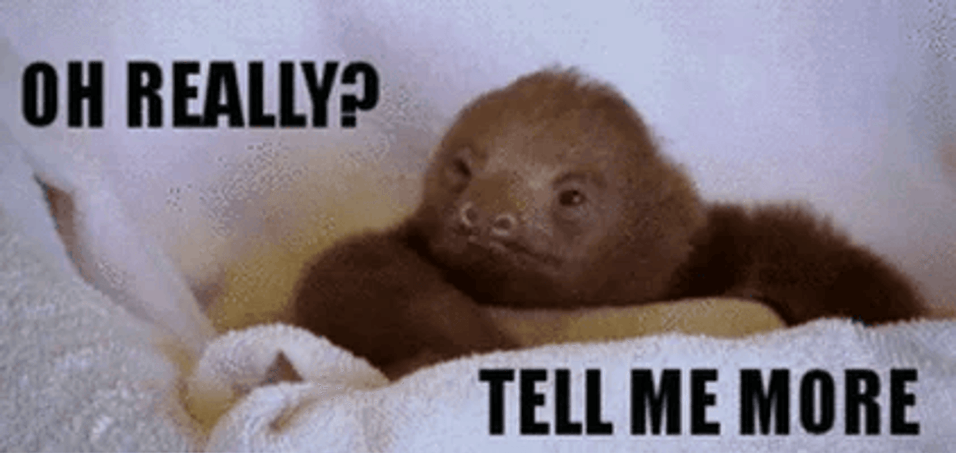 Gif of a sloth (or something) saying "Tell me more"