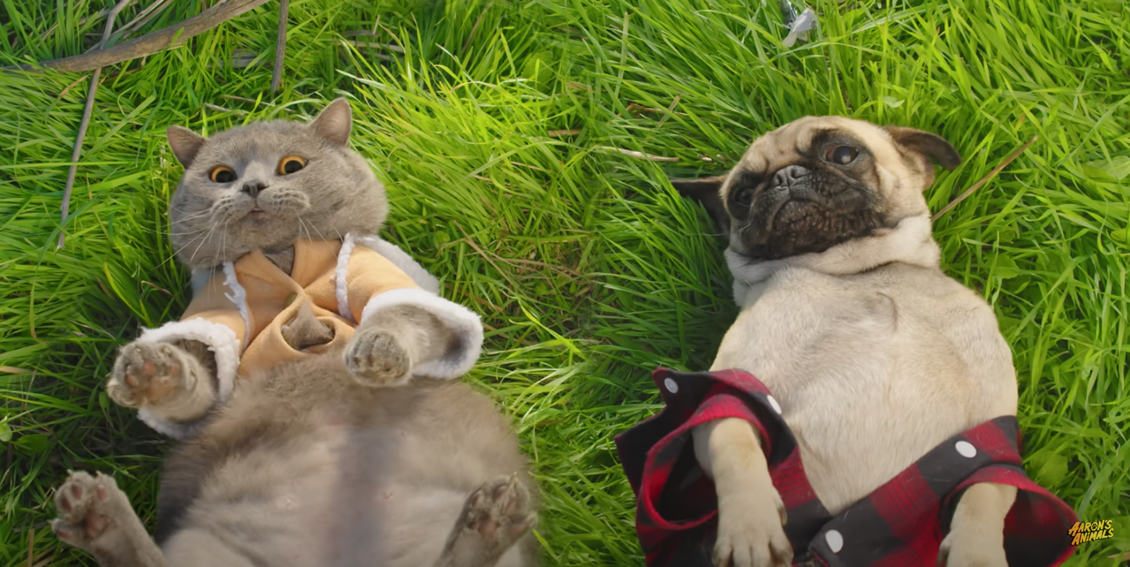 Cat and Dog take a road trip