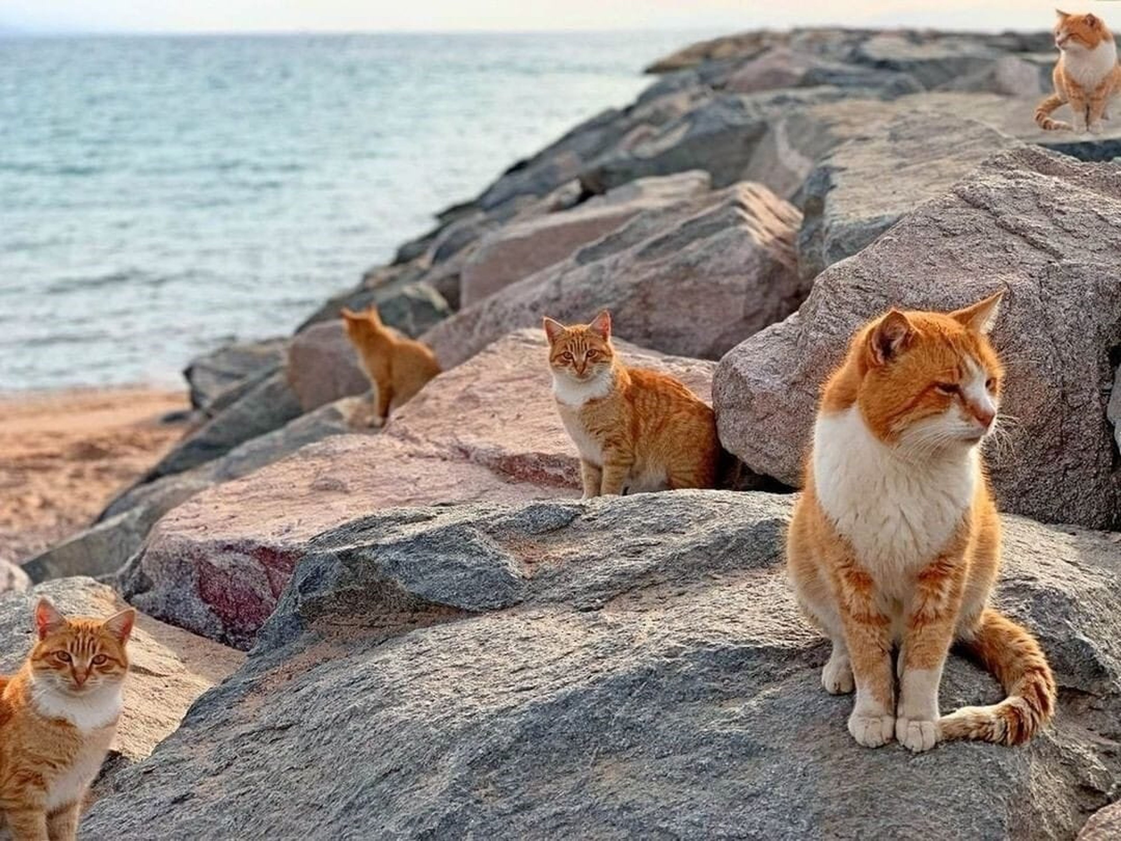 A photo showing multiple fluffy and adorable cats sitting on an island by the sea.