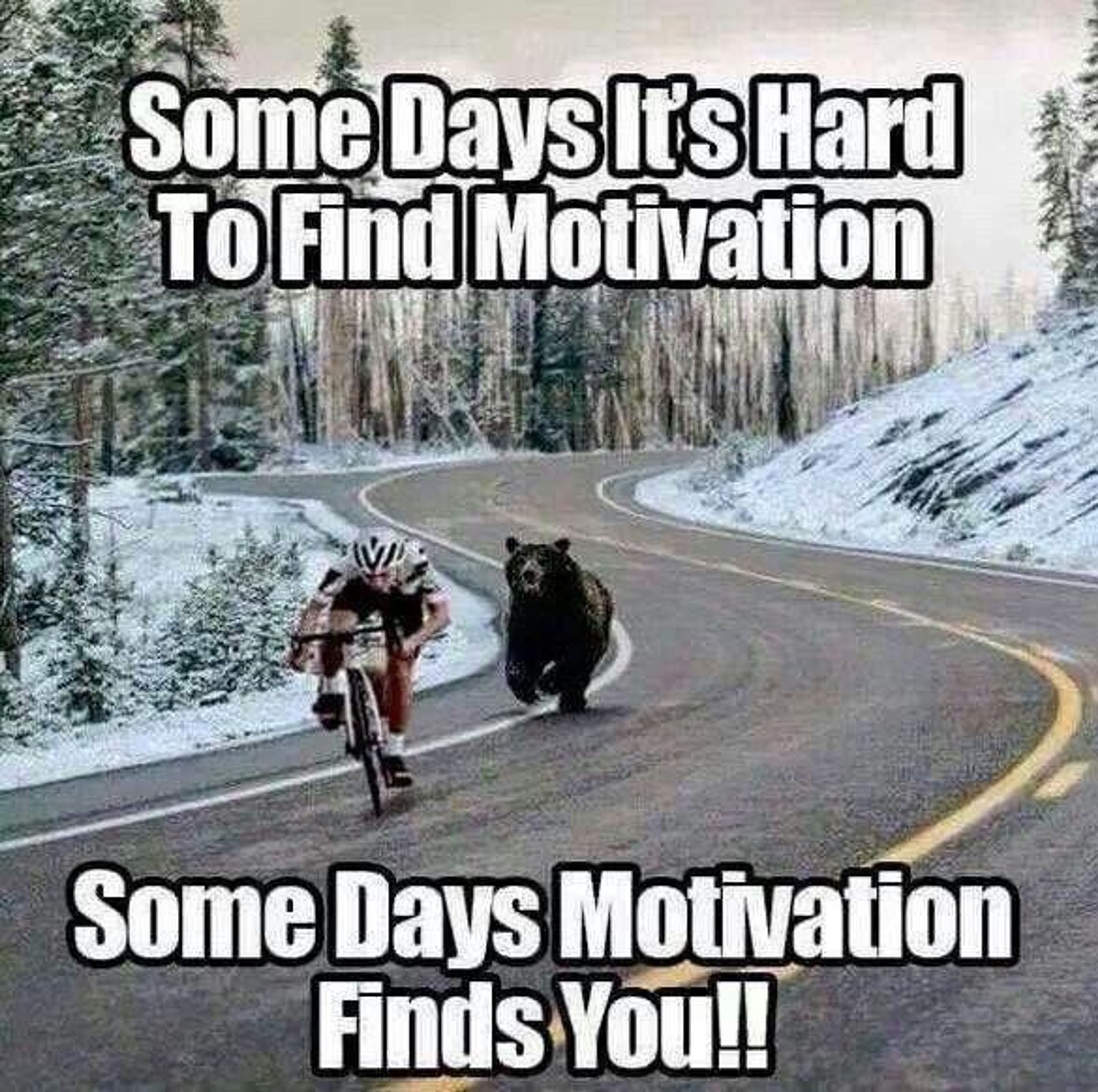 Bear meme