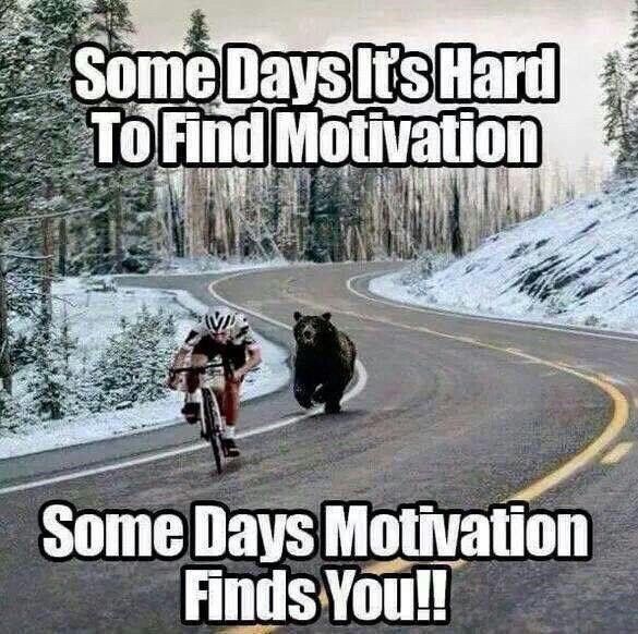 Bear meme