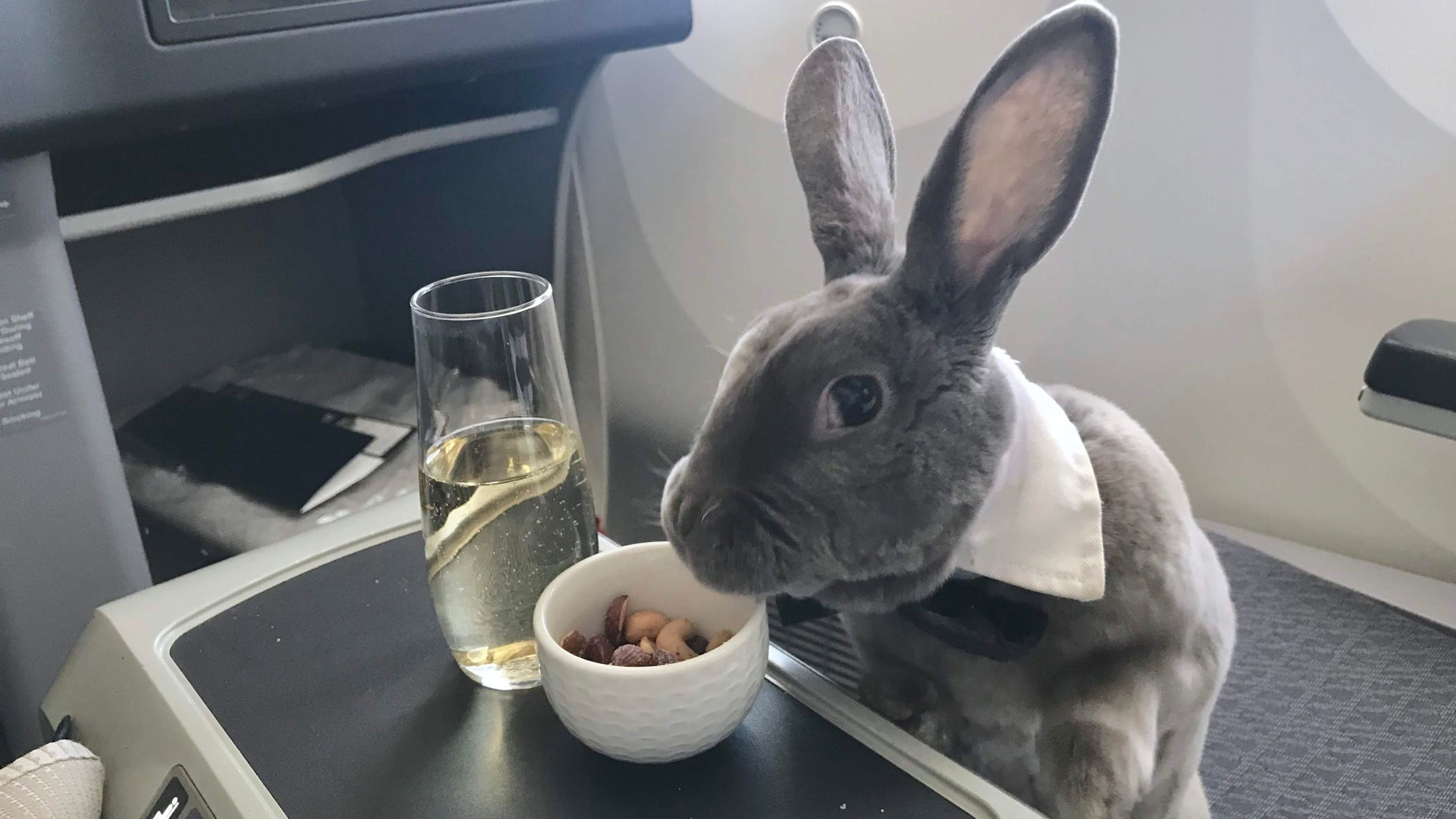 Bunny flying first class