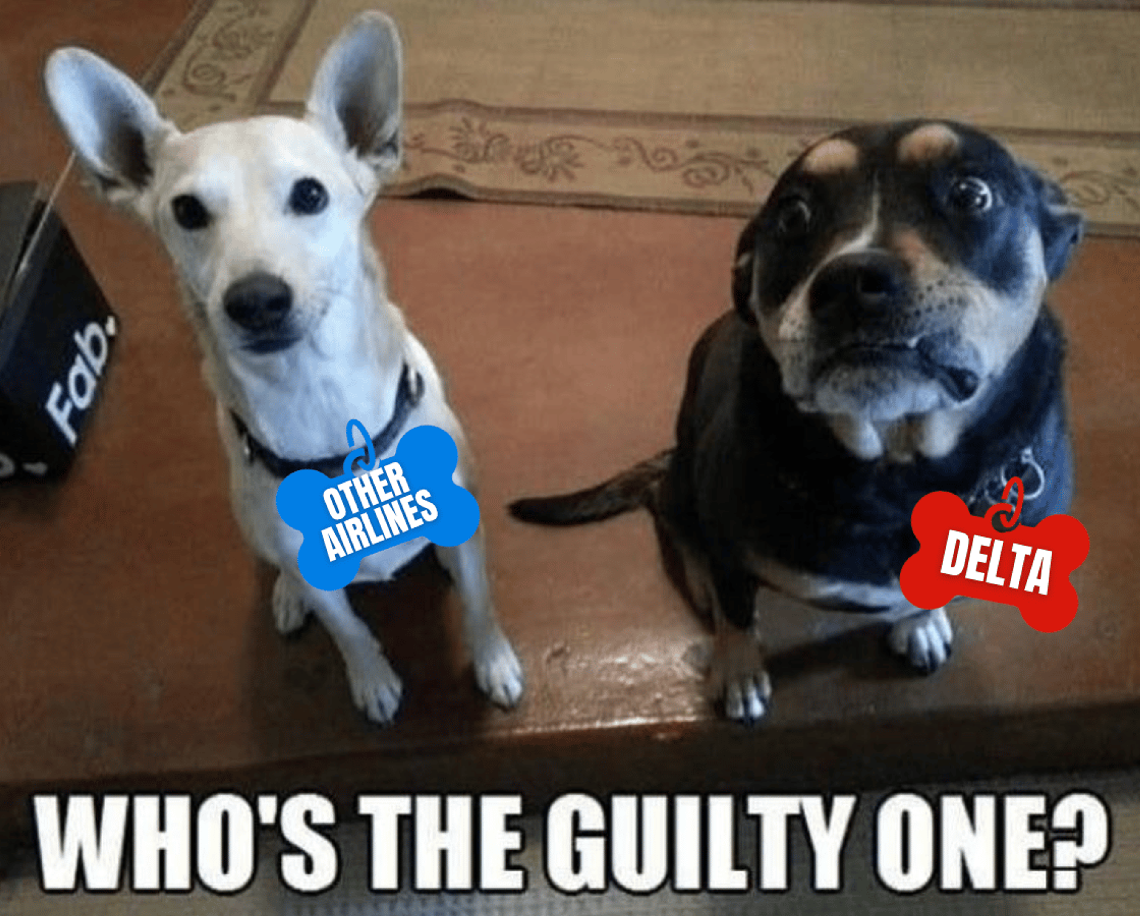 Two dogs staring up at the camera with text that says "Who's the guilty one?"
