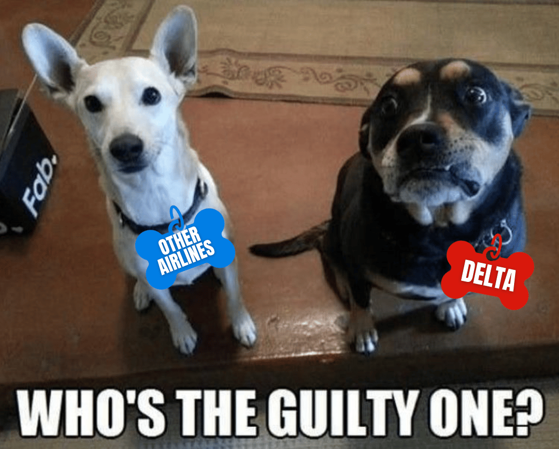 Two dogs staring up at the camera with text that says "Who's the guilty one?"