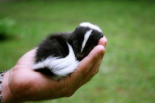 I need it. I must have it.