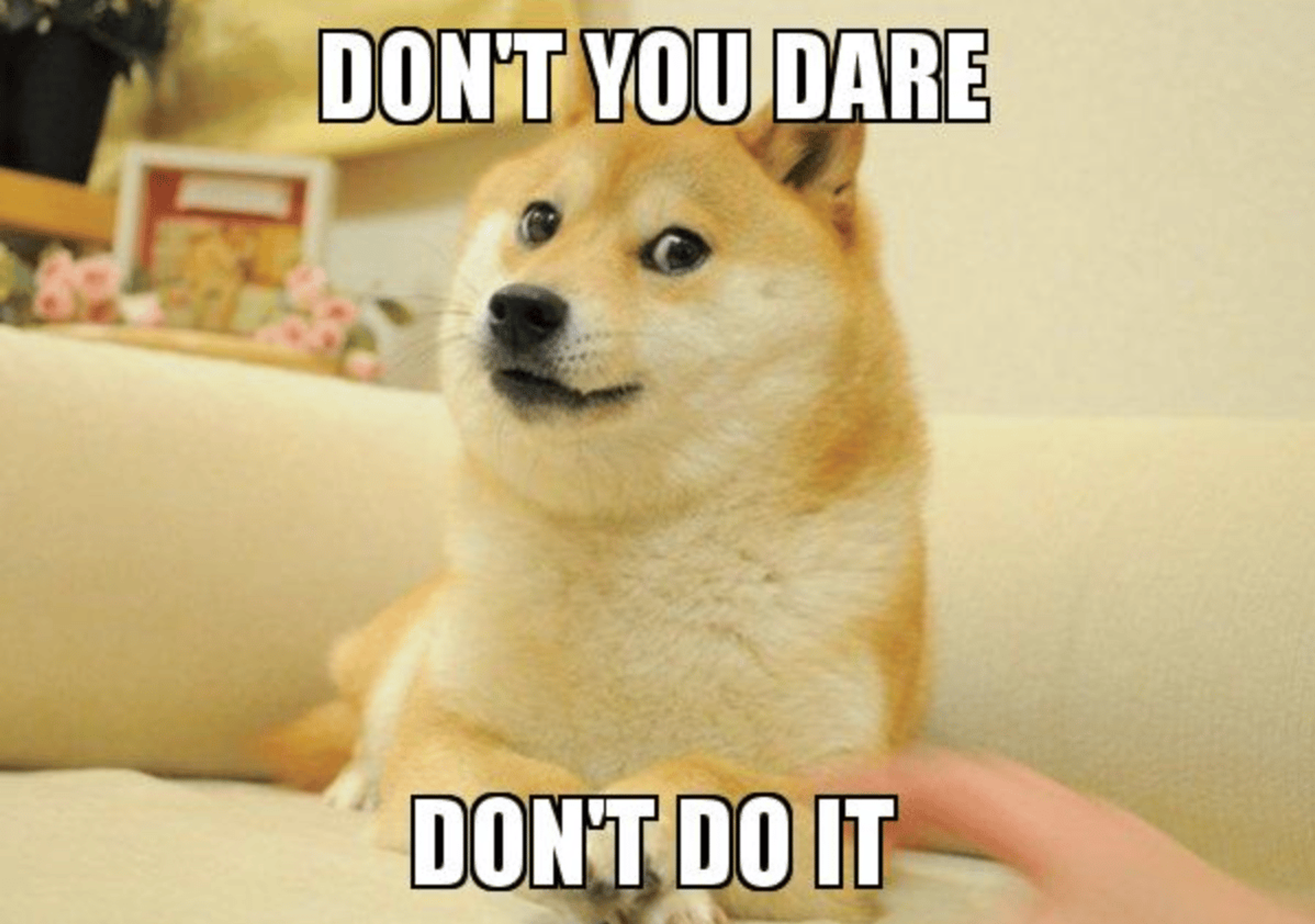 Dog giving side eye with text overlay "Don't you do it"
