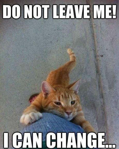 Woah… another cat meme already?