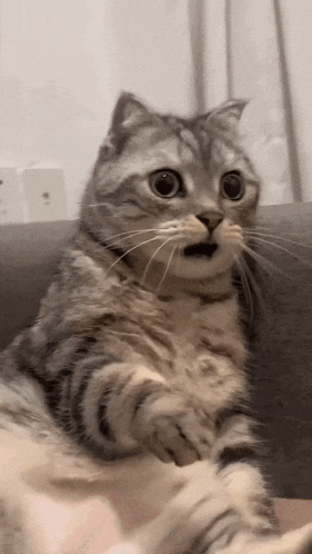 A striped cat looking very shocked