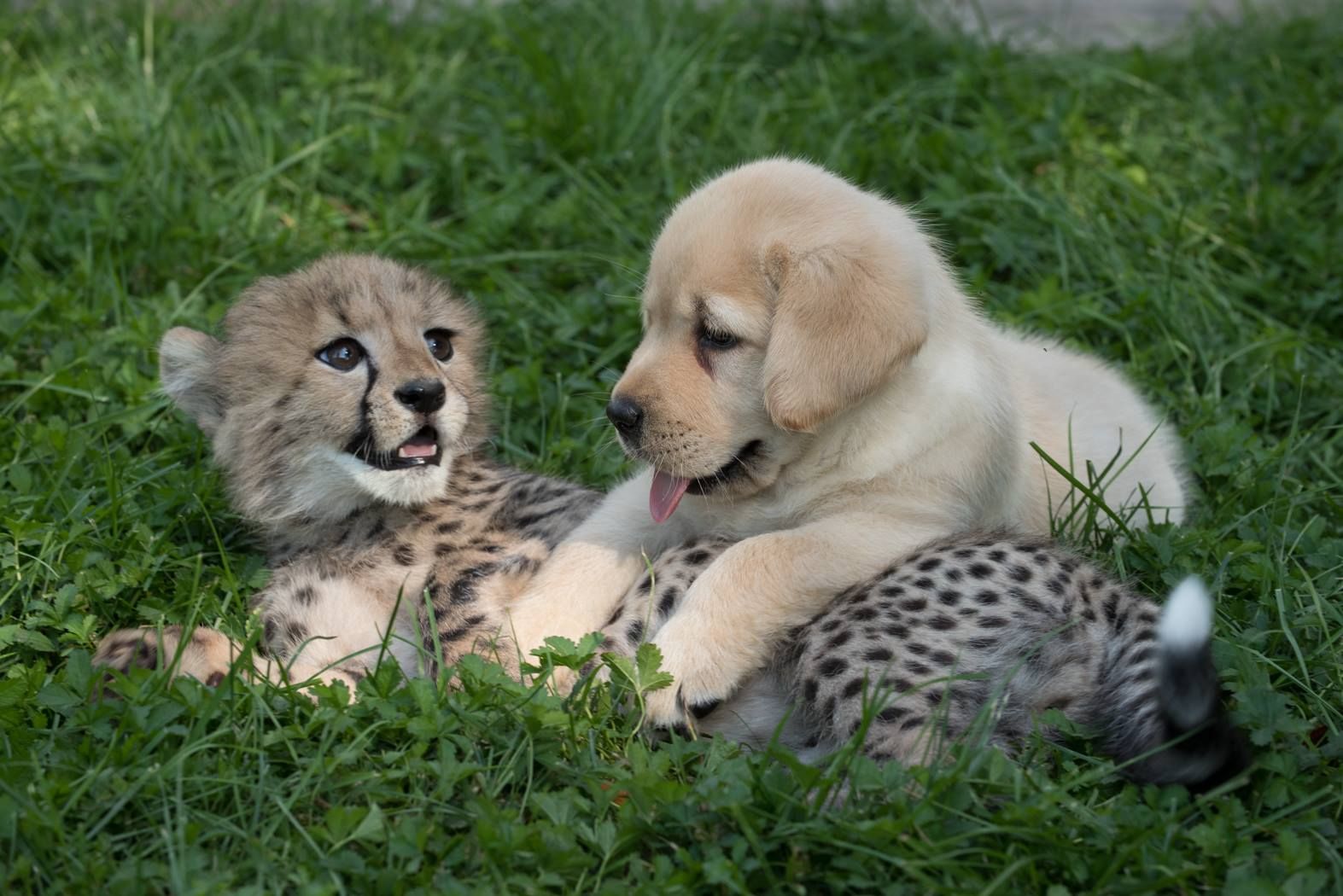 Cheetah and puppy