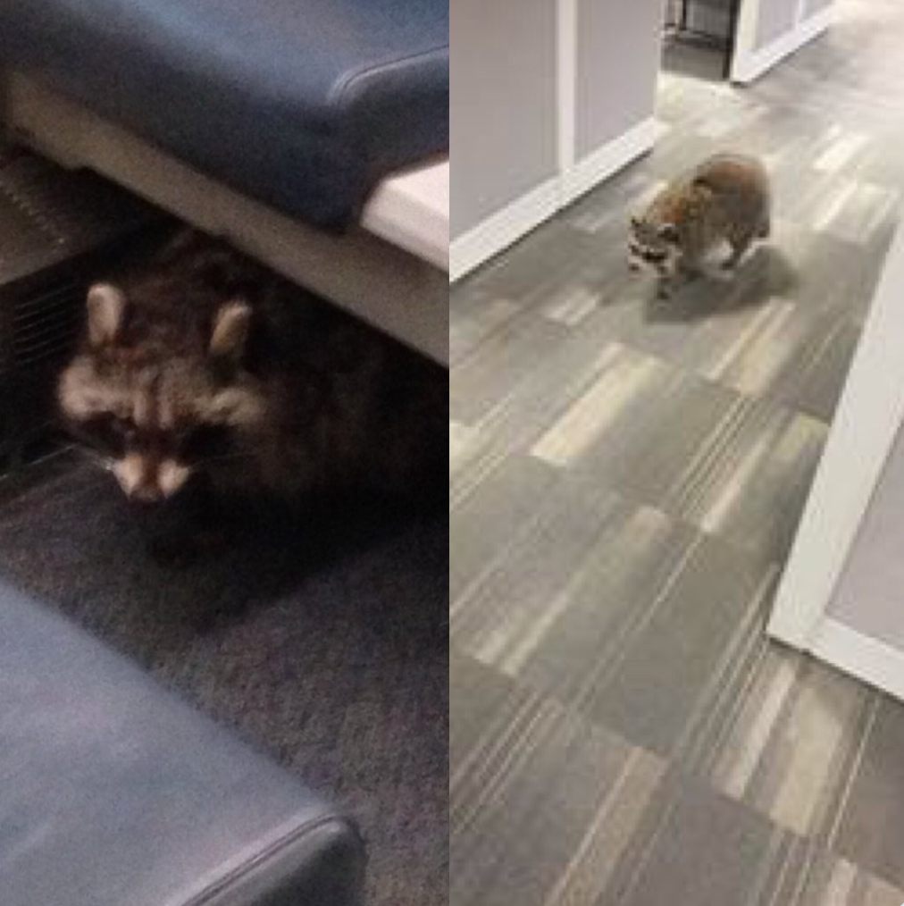 Toronto Airport Raccoon