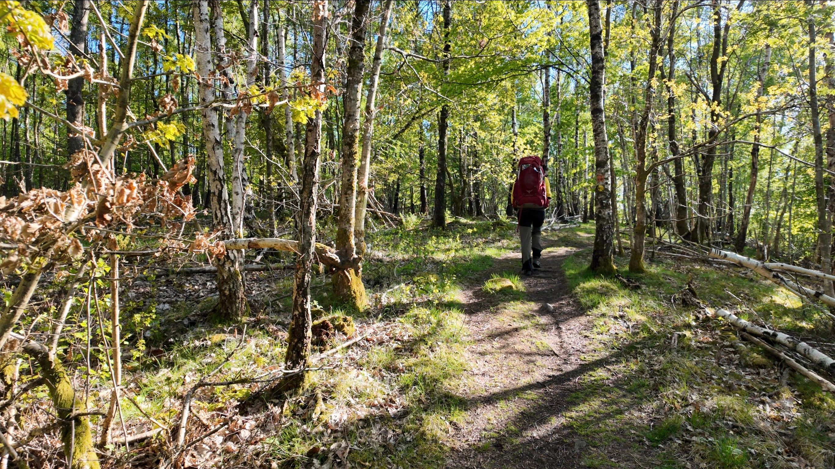 Hiking through birchforest