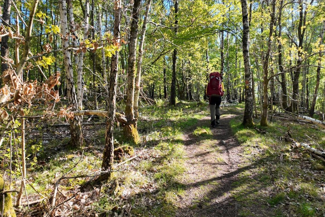 Hiking through birchforest
