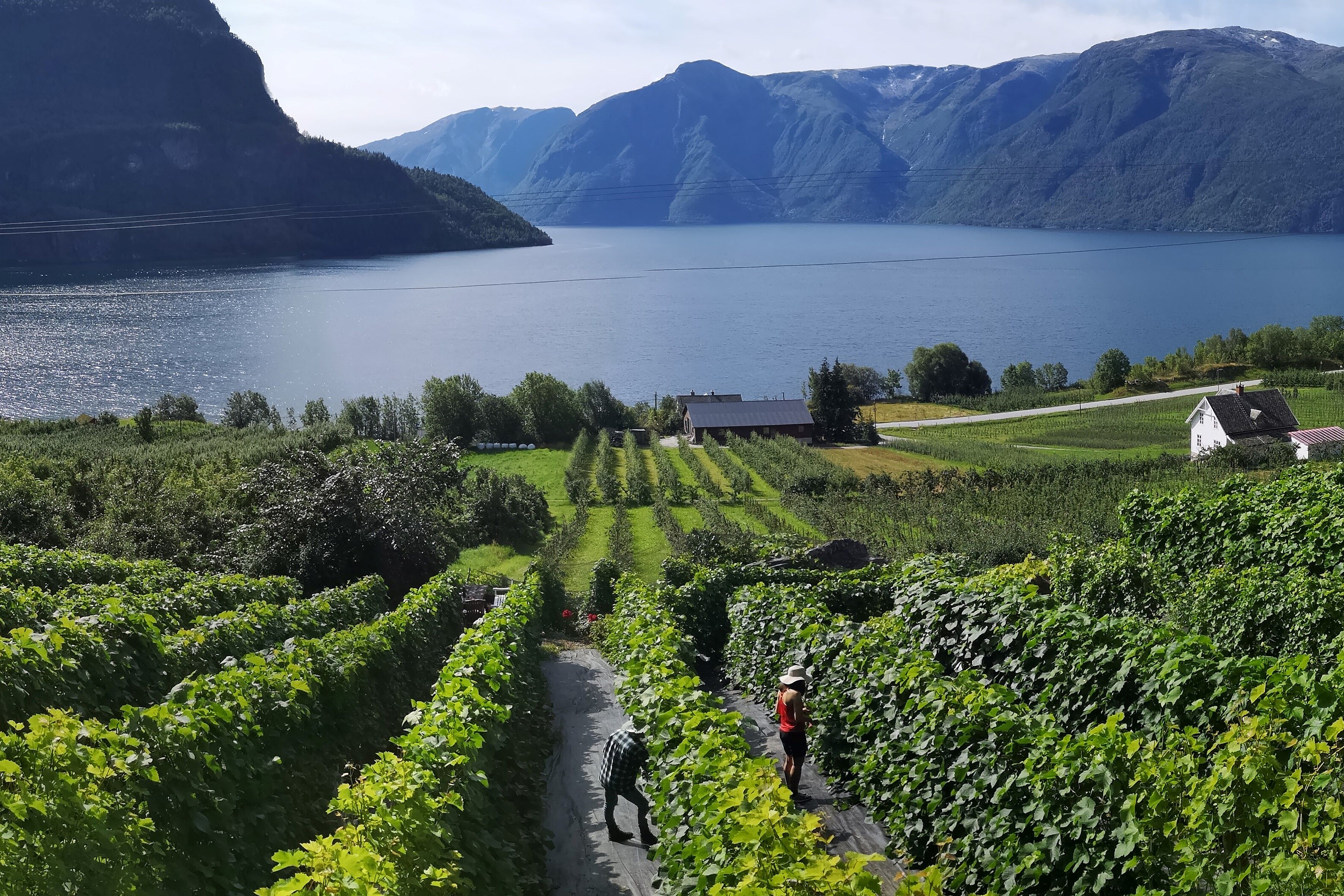 Vingård i Sogn med fjell og fjord.