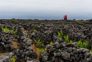 vinranker innmuret på øya Pico på azorene.