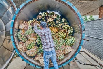 arbeider fyller en dampovn med agave.