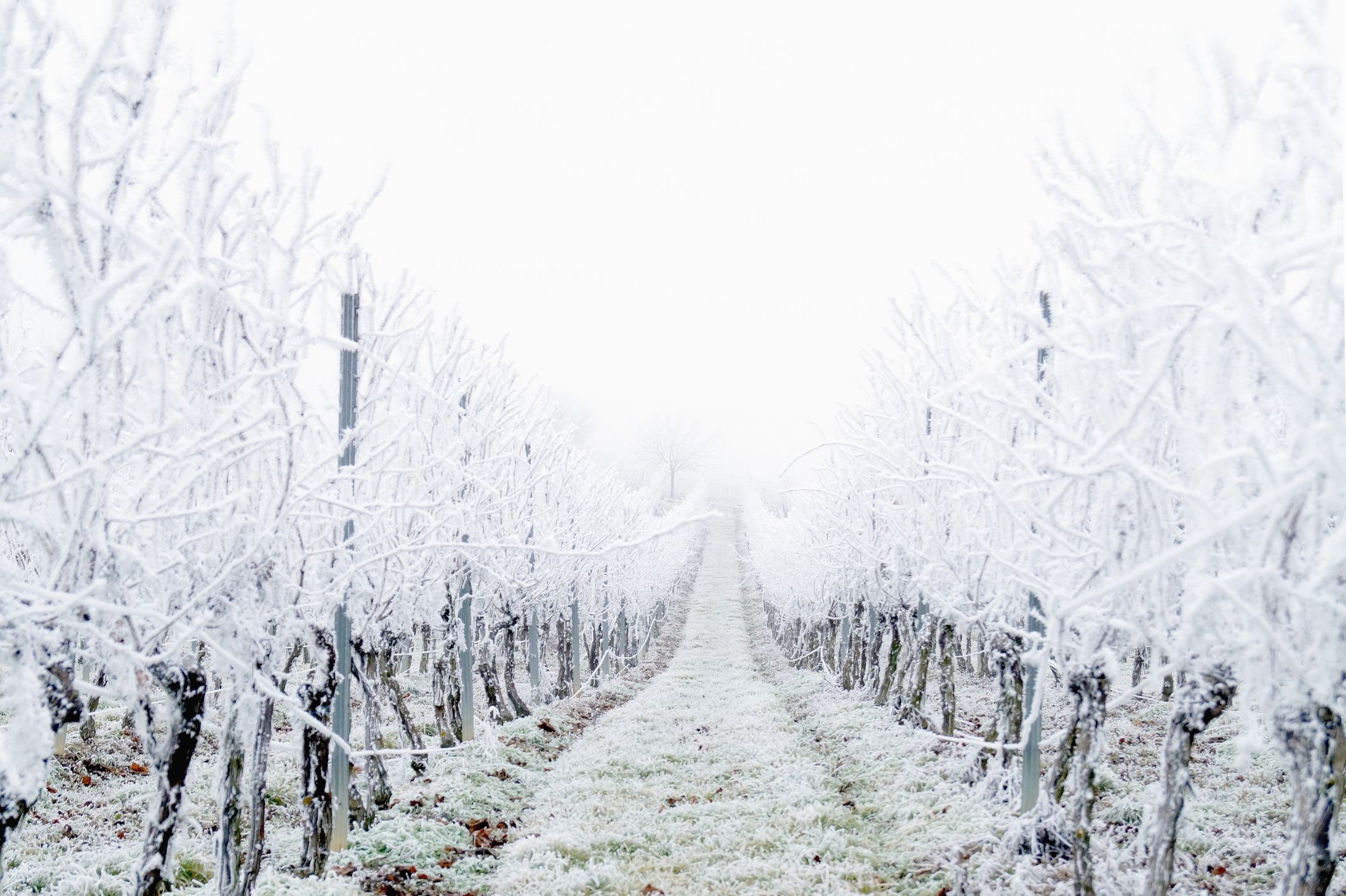 Vingård med frost på gress og vinstokker.