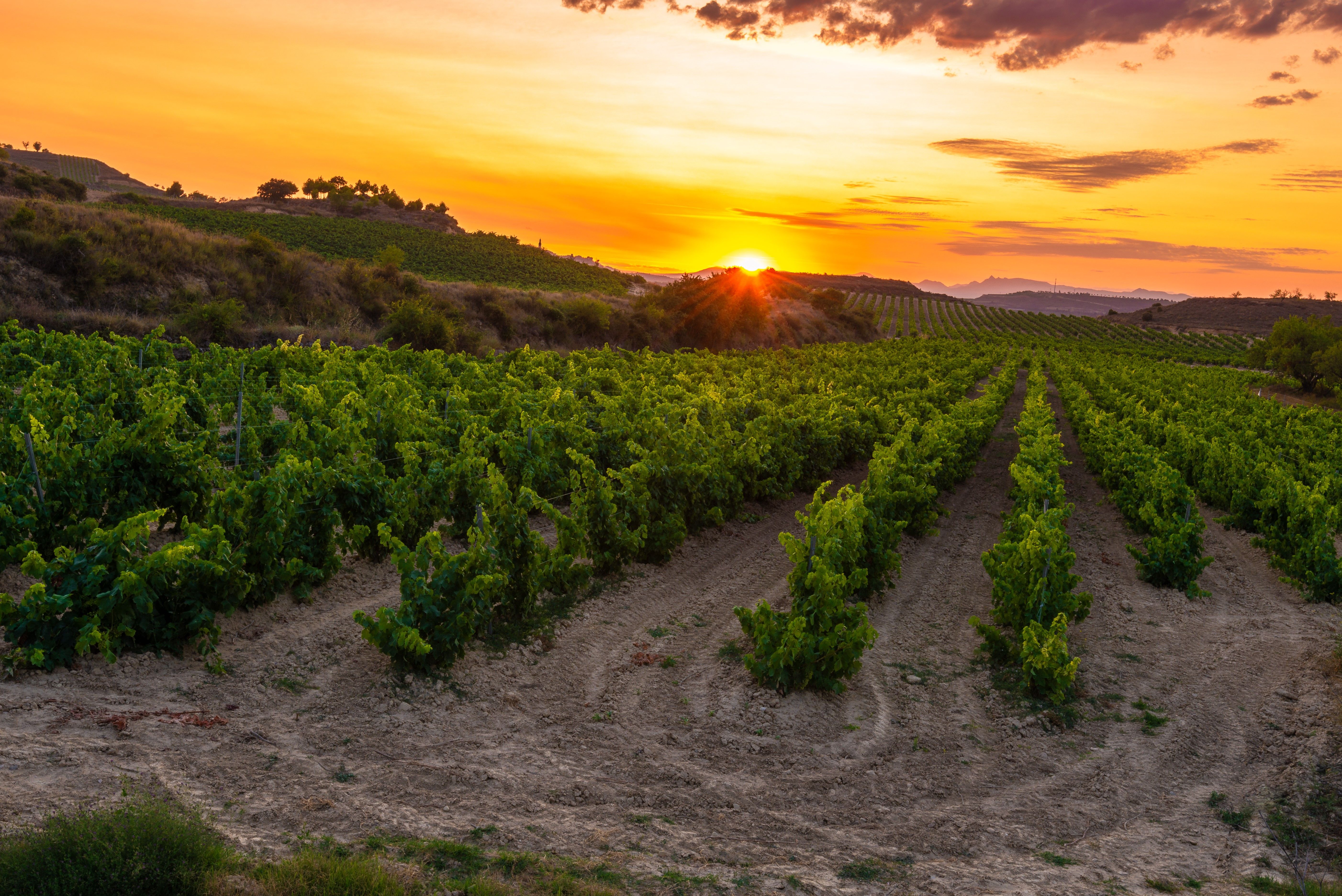 Vinmark i Rioja i solnedgang 