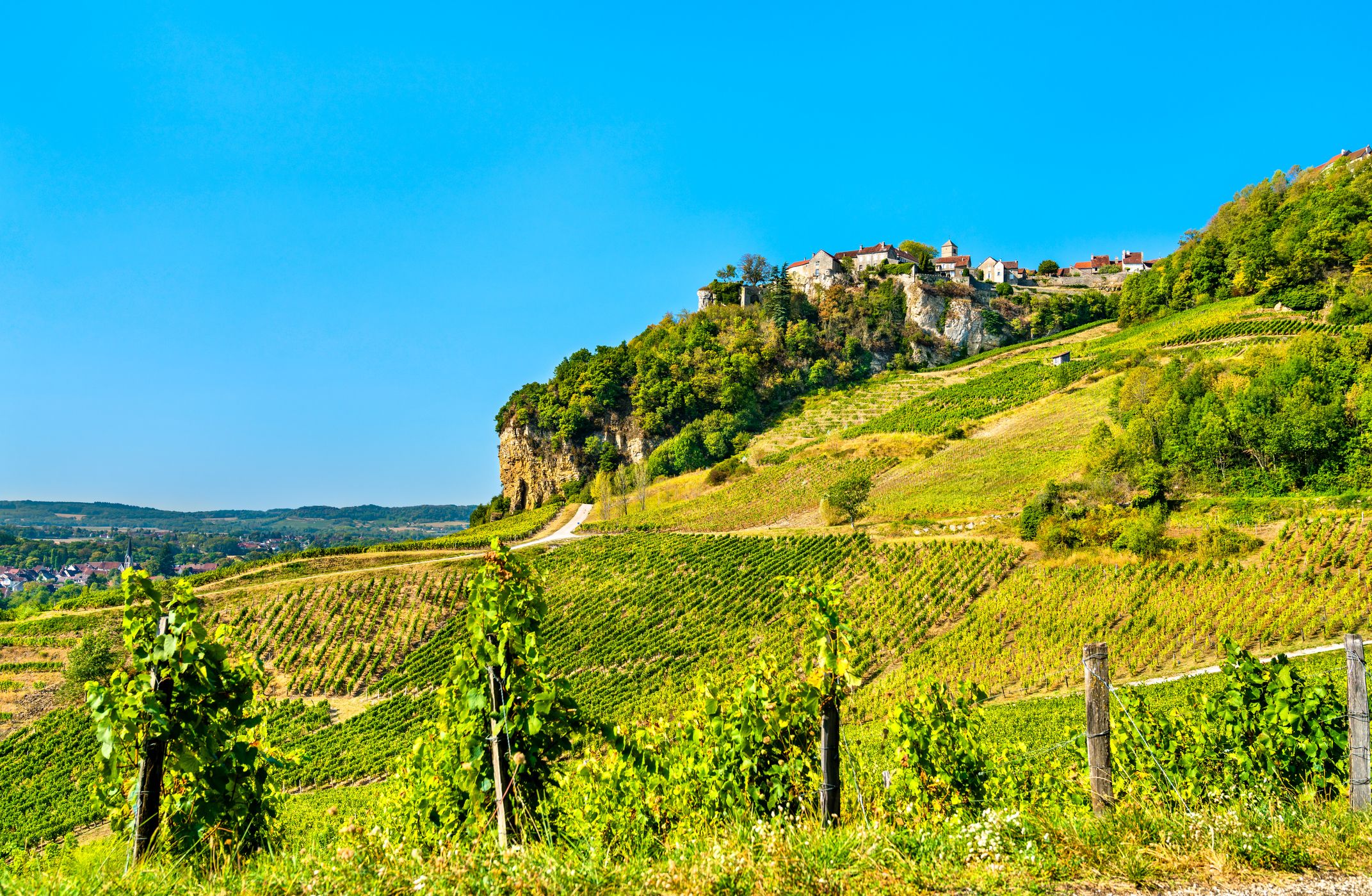 Vinmark i Chateau Chalon i Jura.