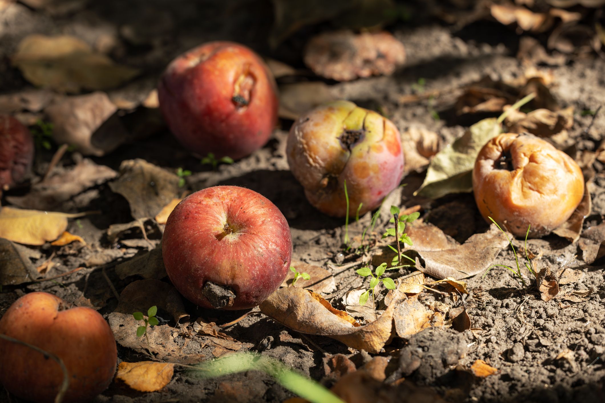 Nedfallsepler på bakken, oksidert frukt.