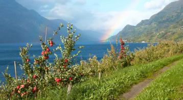 Eplehage i en fjellside ned mot fjorden.