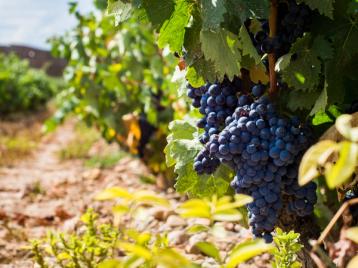 Modne tempranillodruer i Rioja.