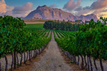 Vimmark i Stellebosch nær Cape Town.