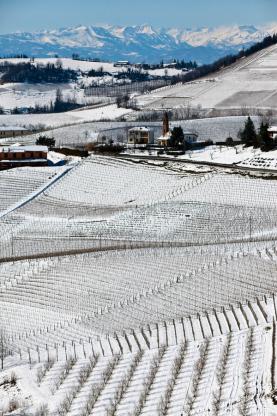 Snødekte vinmarker i Piemonte.