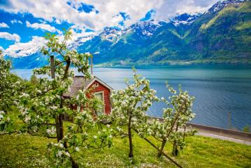 Apple orchard in Hardanger, Norway.